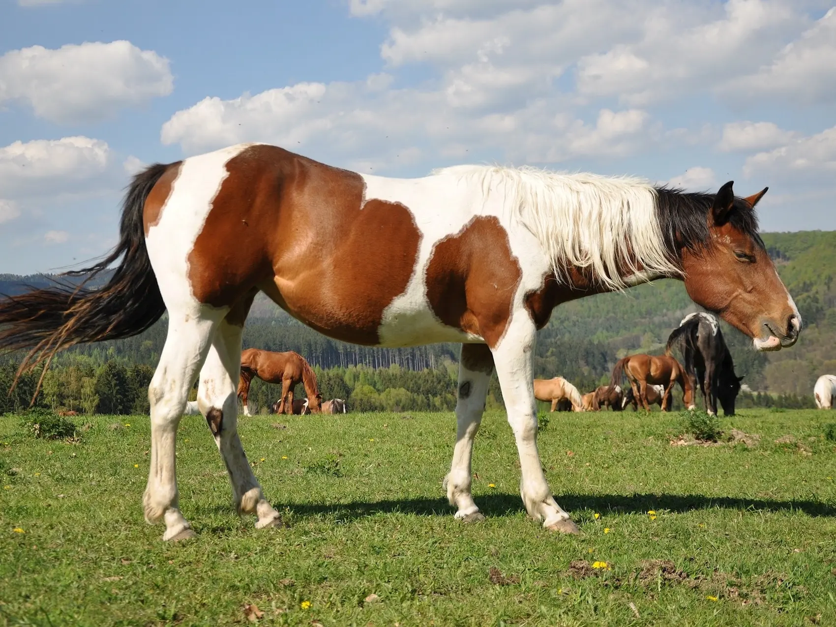 Bay pinto horse