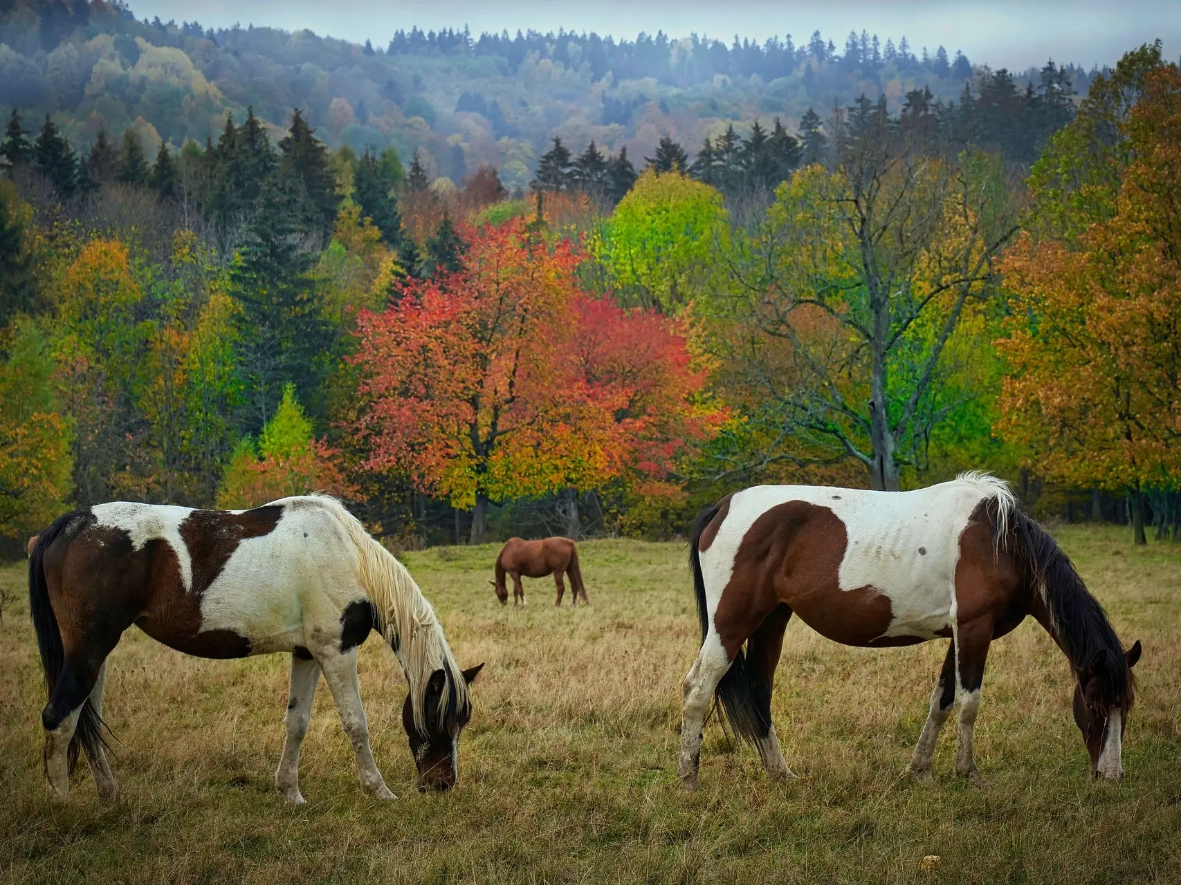 Bay pinto horse