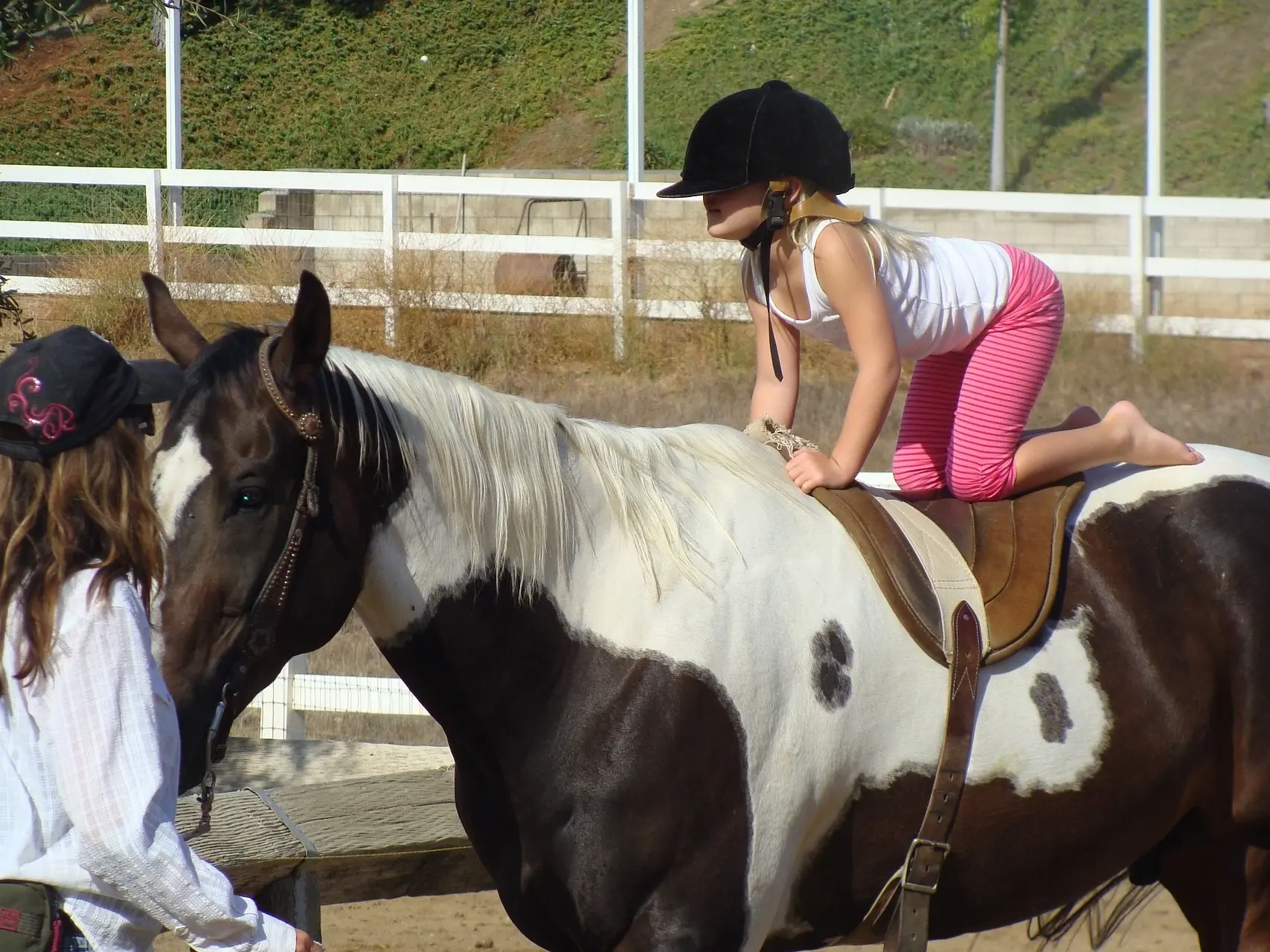 Bay pinto horse