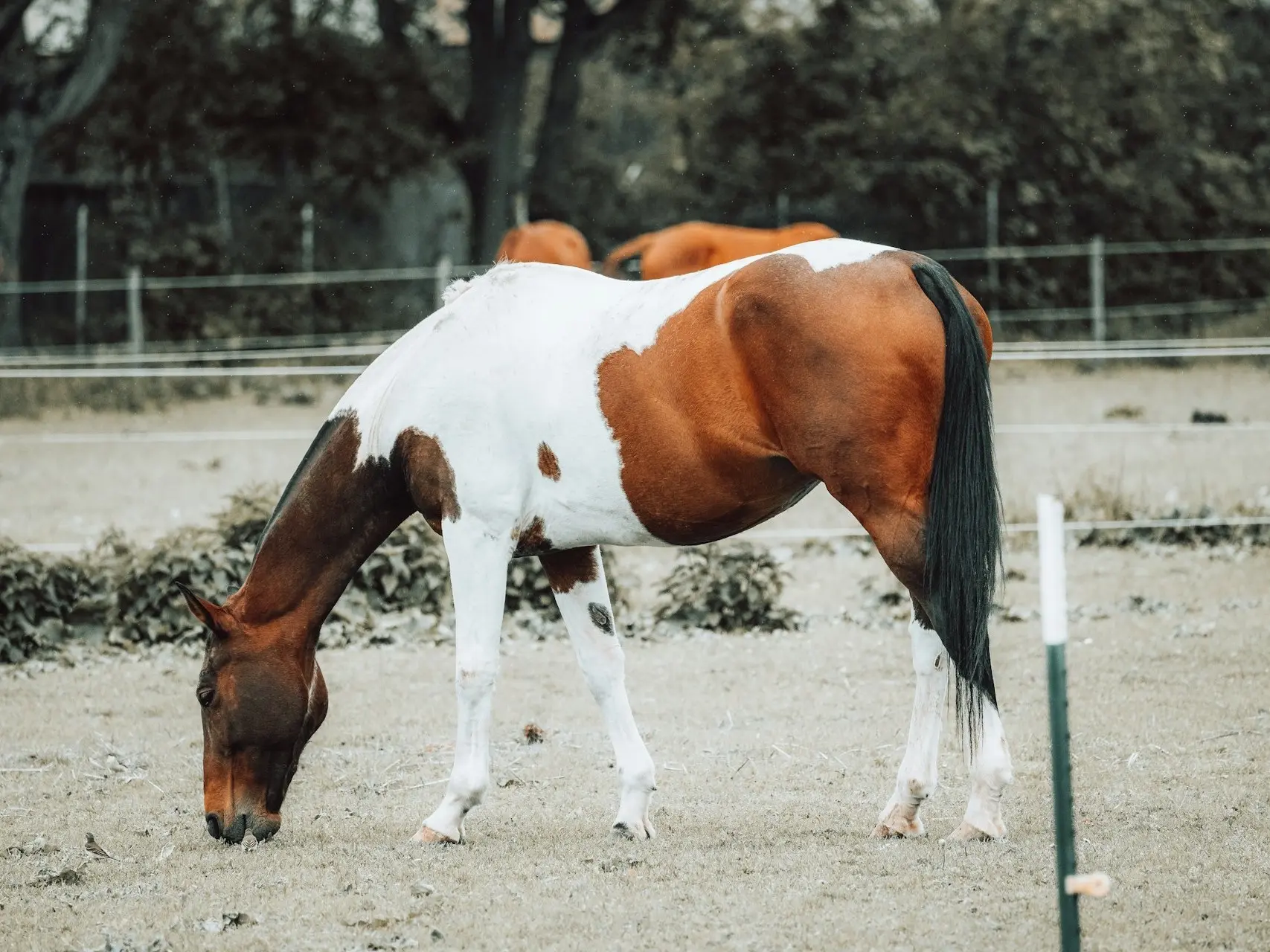 Bay pinto horse