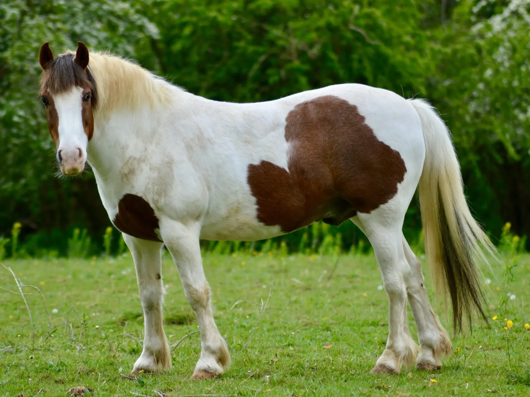 Bay pinto horse