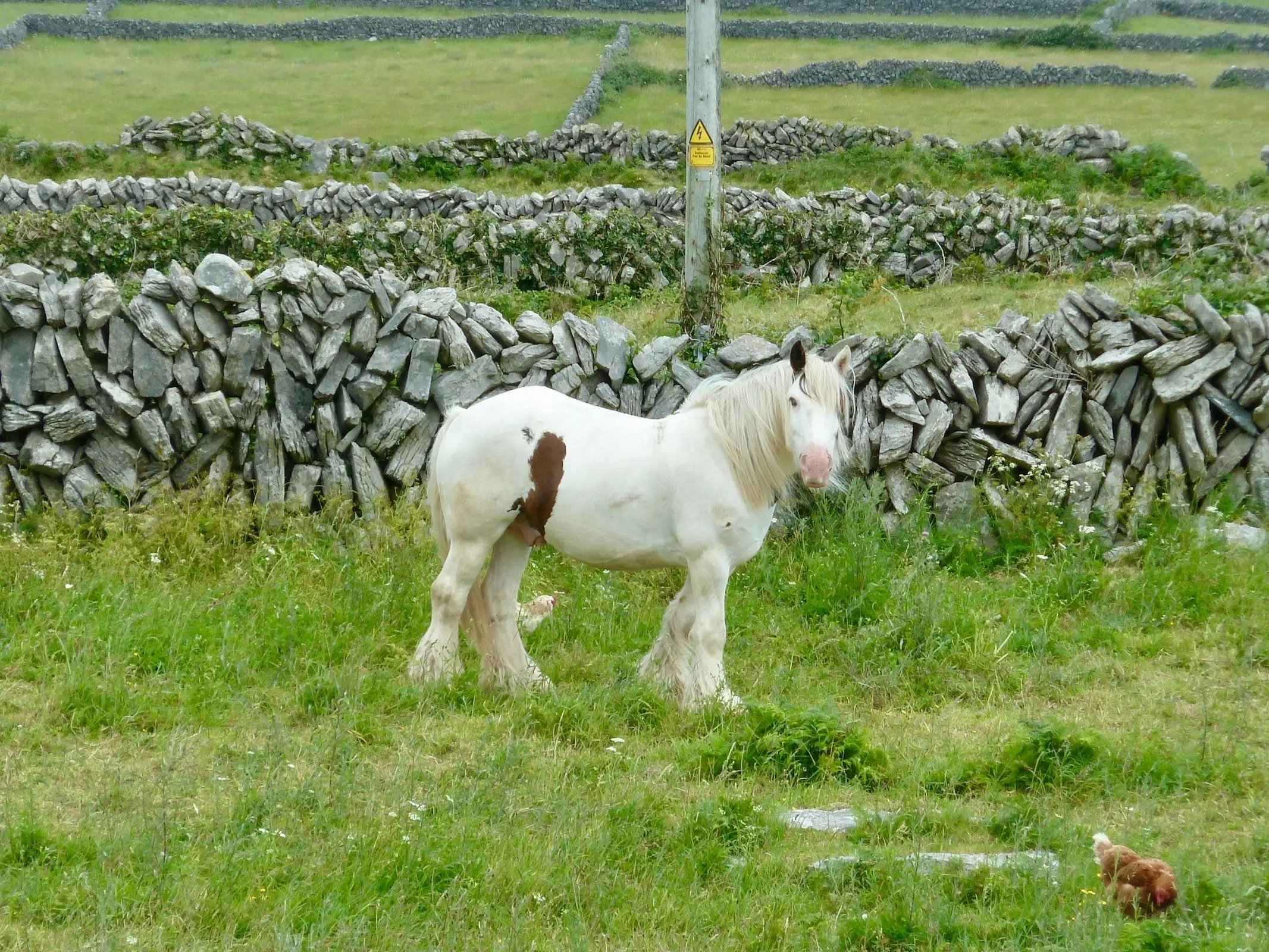 Medicine hat horse