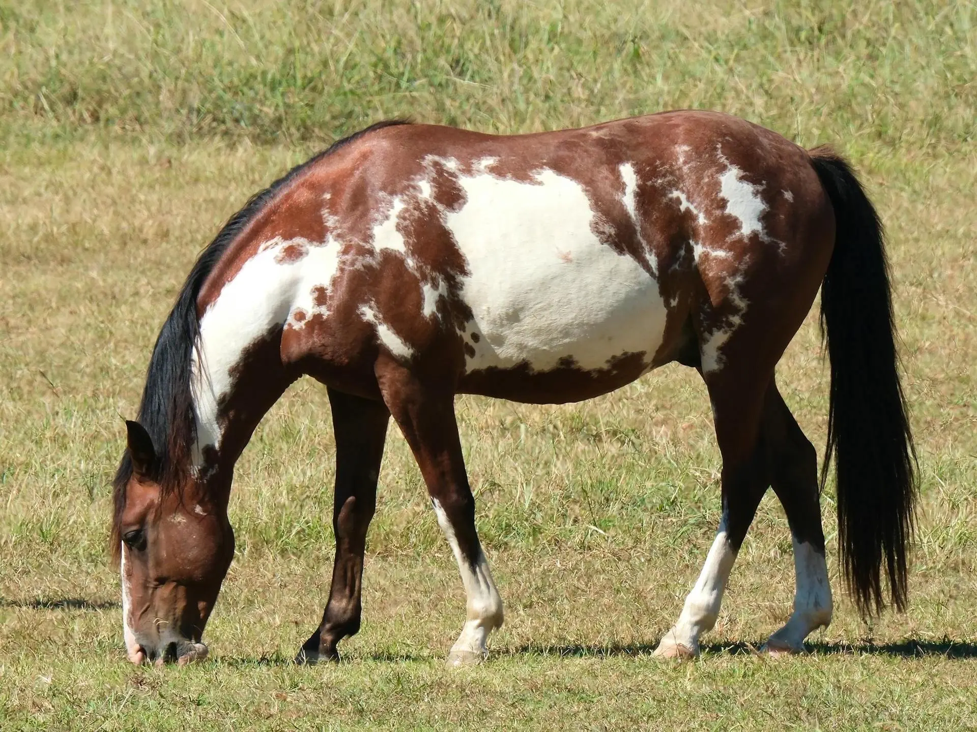 Bay pinto horse