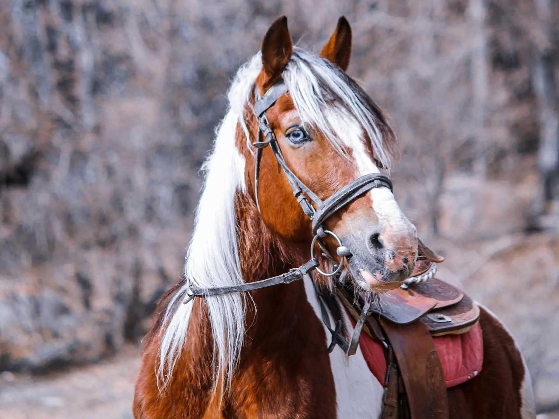 American Spotted Paso