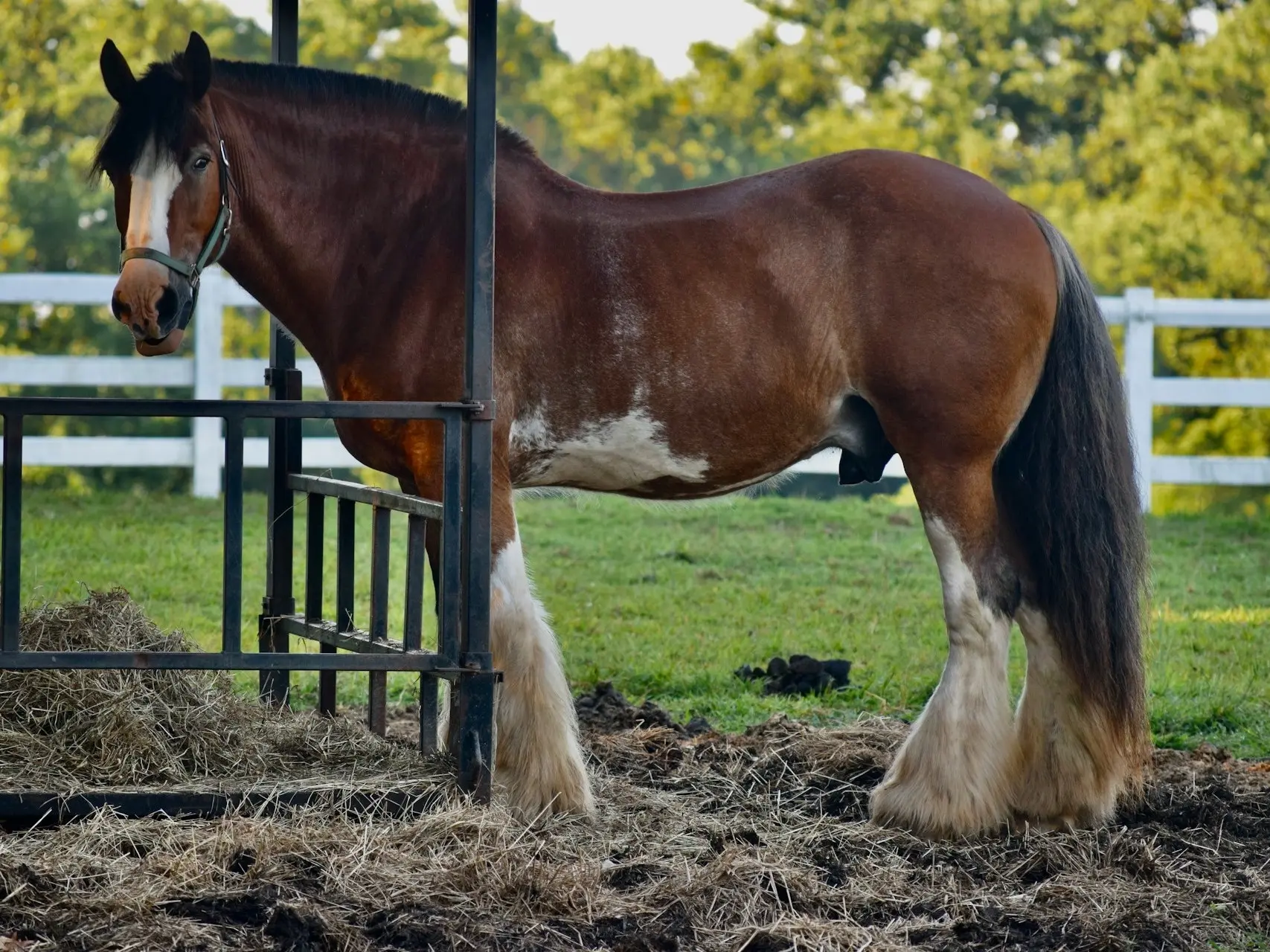 Bay pinto horse