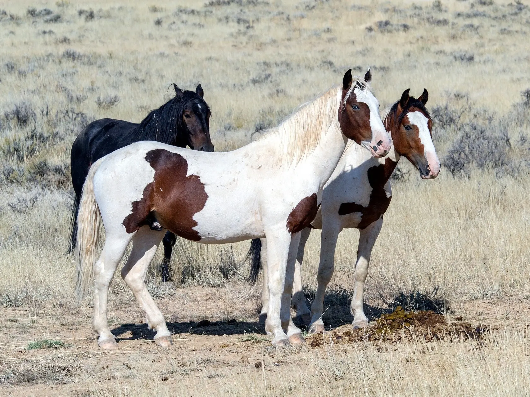 Bay pinto horse