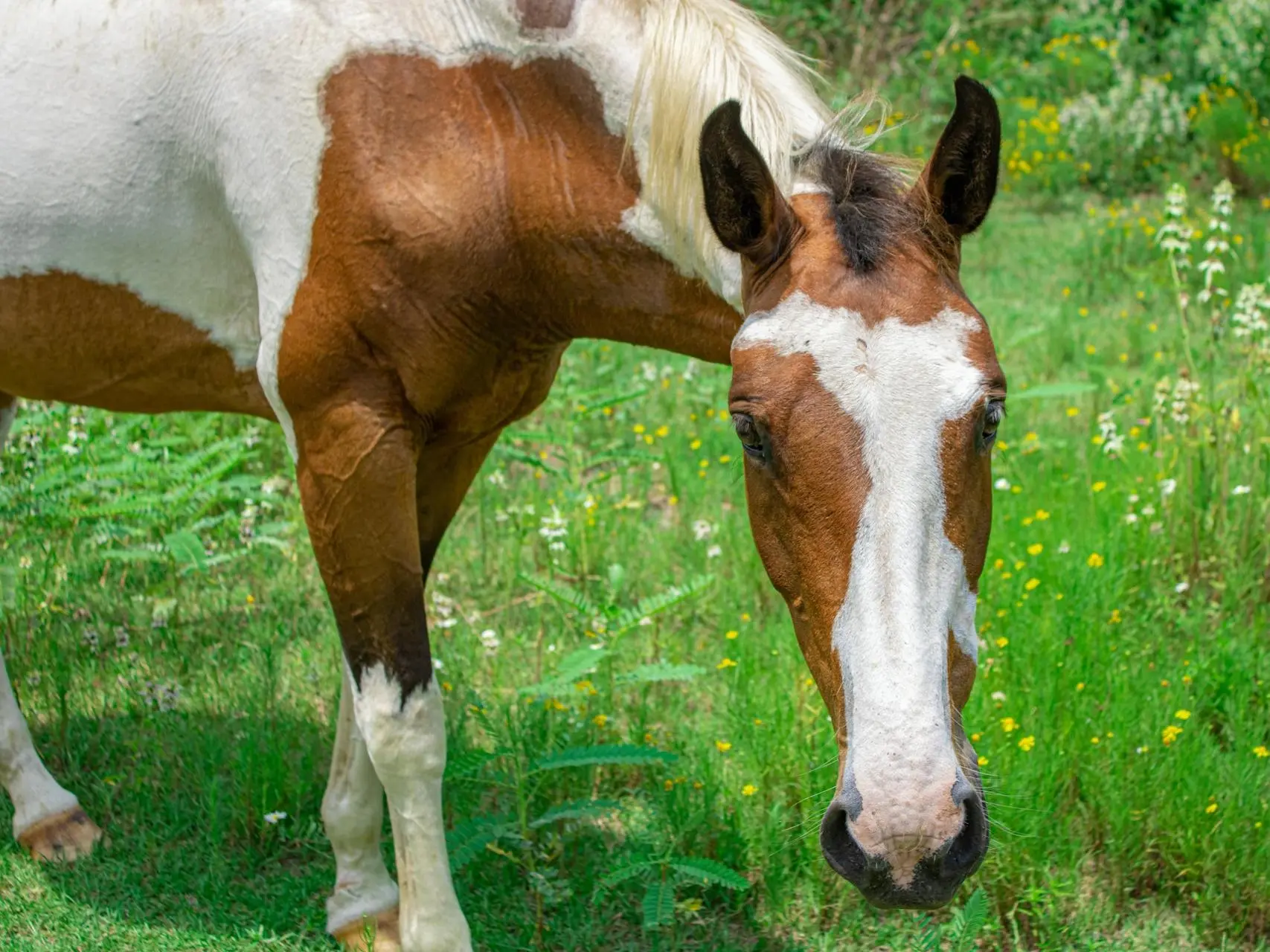 Horse with a chest shield