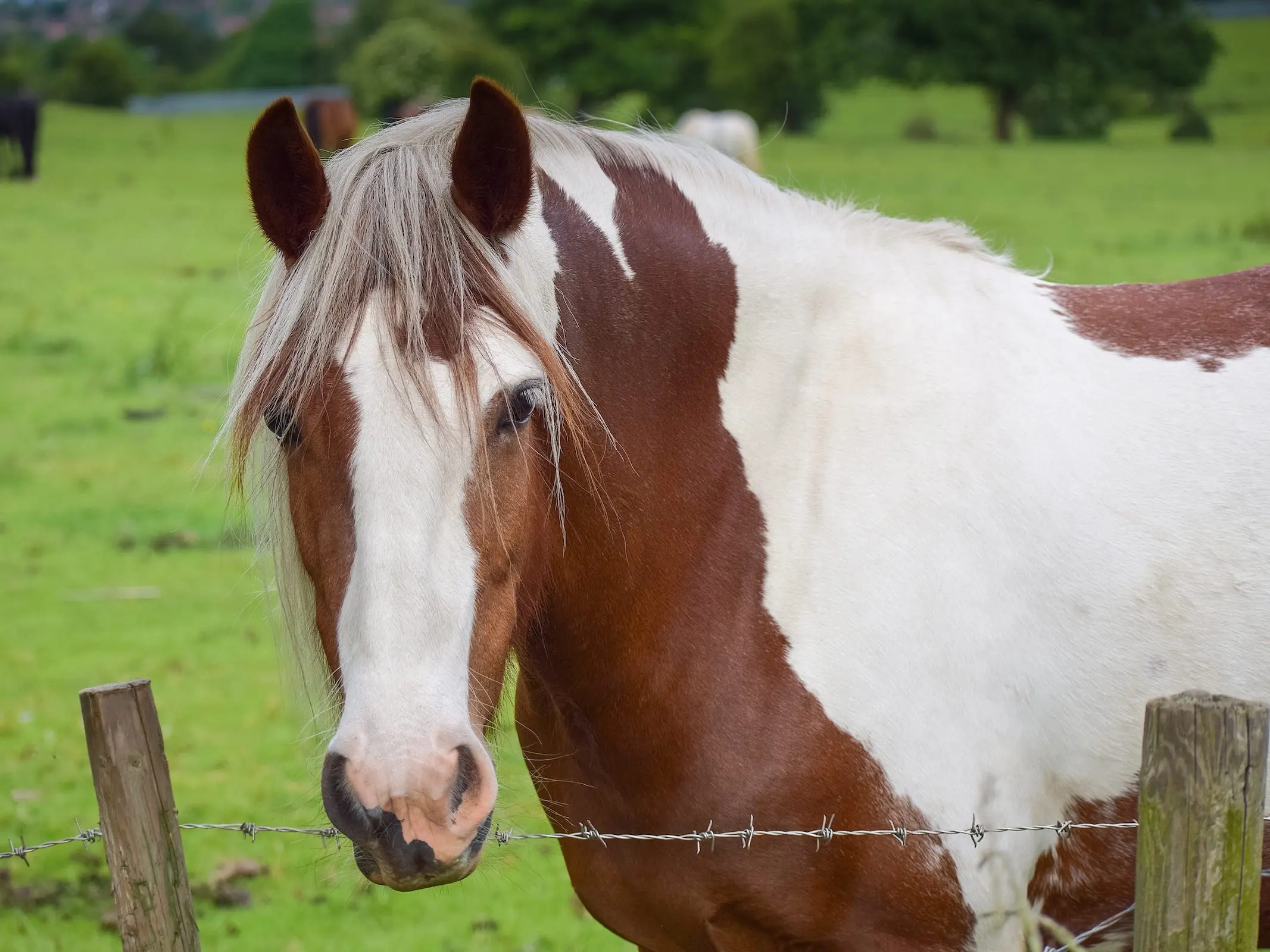 Horse with a chest shield