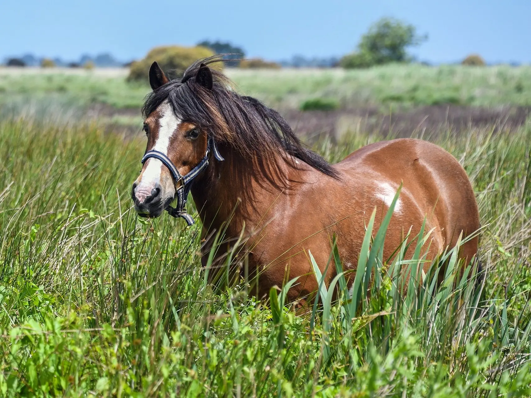 Bay pinto horse