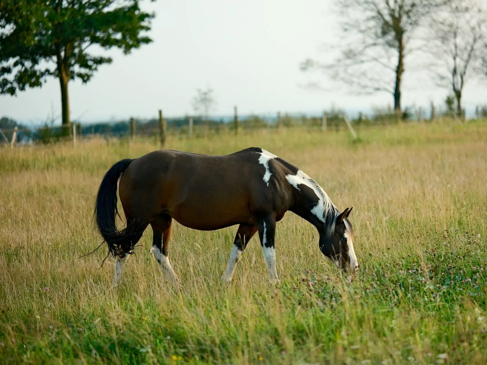 Bay pinto horse