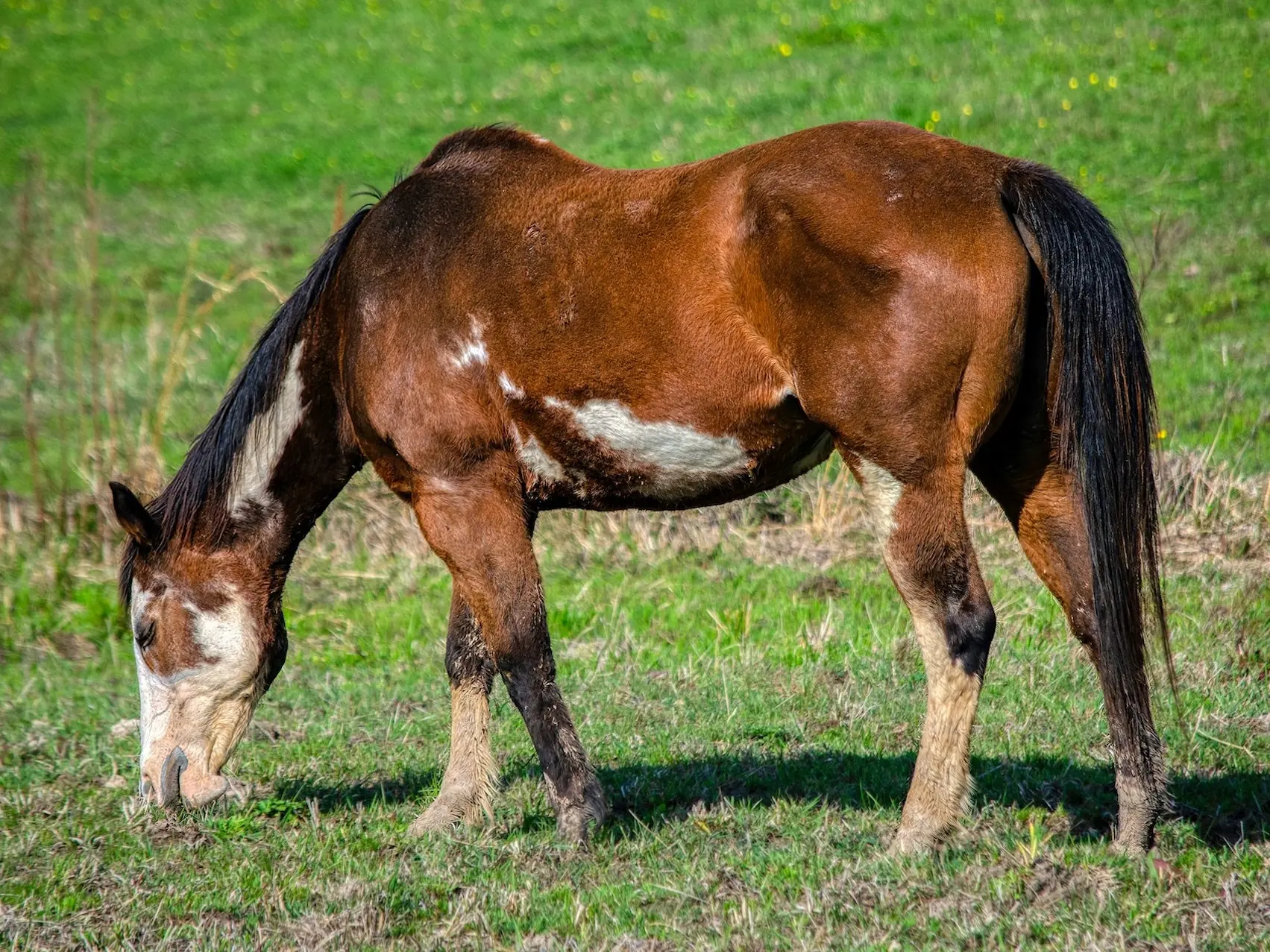 Bay pinto horse