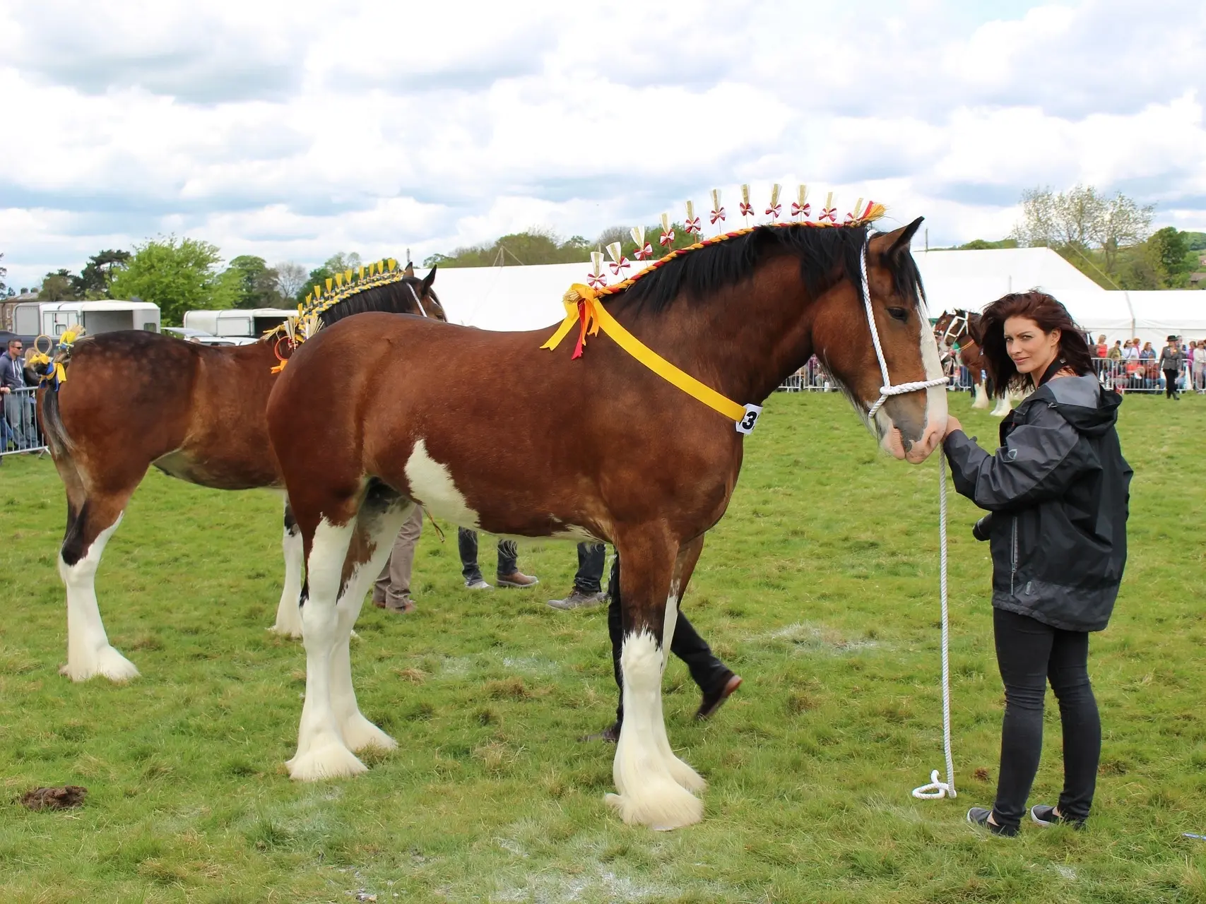 Bay pinto horse