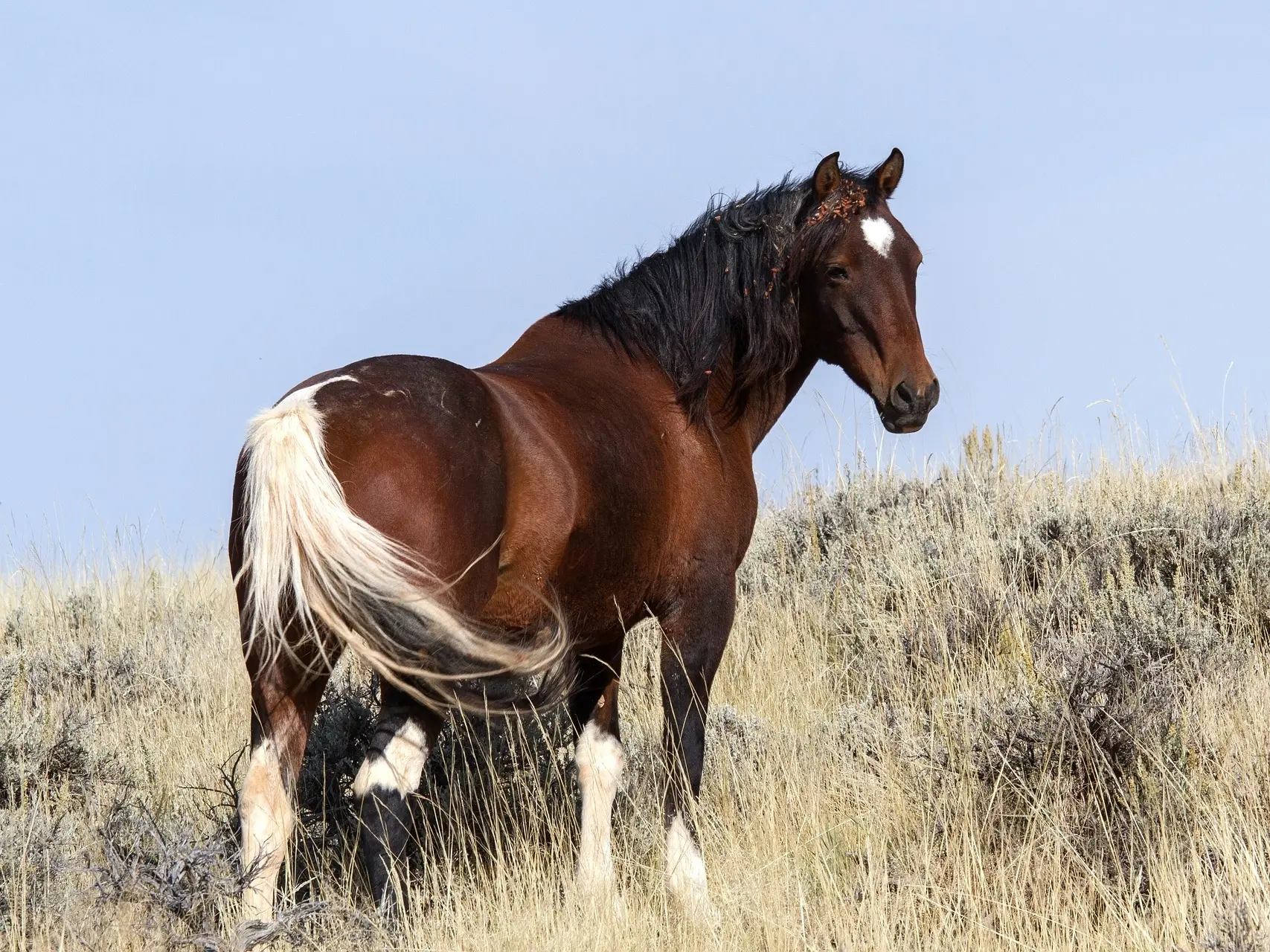 Bay pinto horse