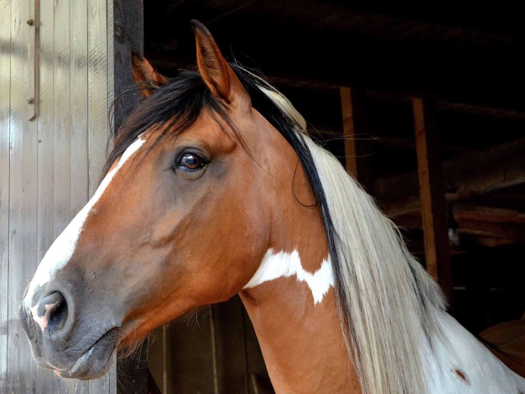 Tobiano pinto horse