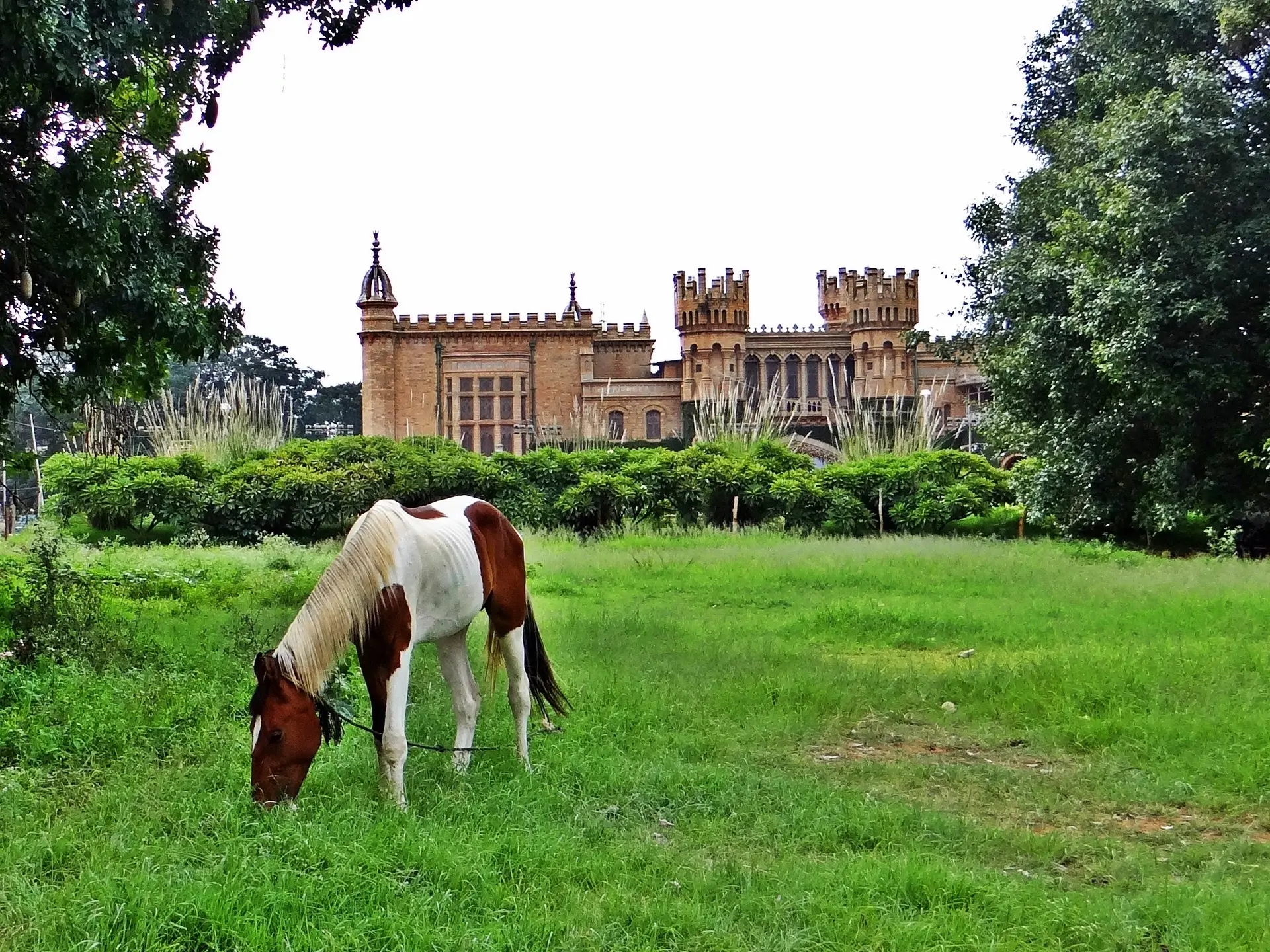 Bay pinto horse