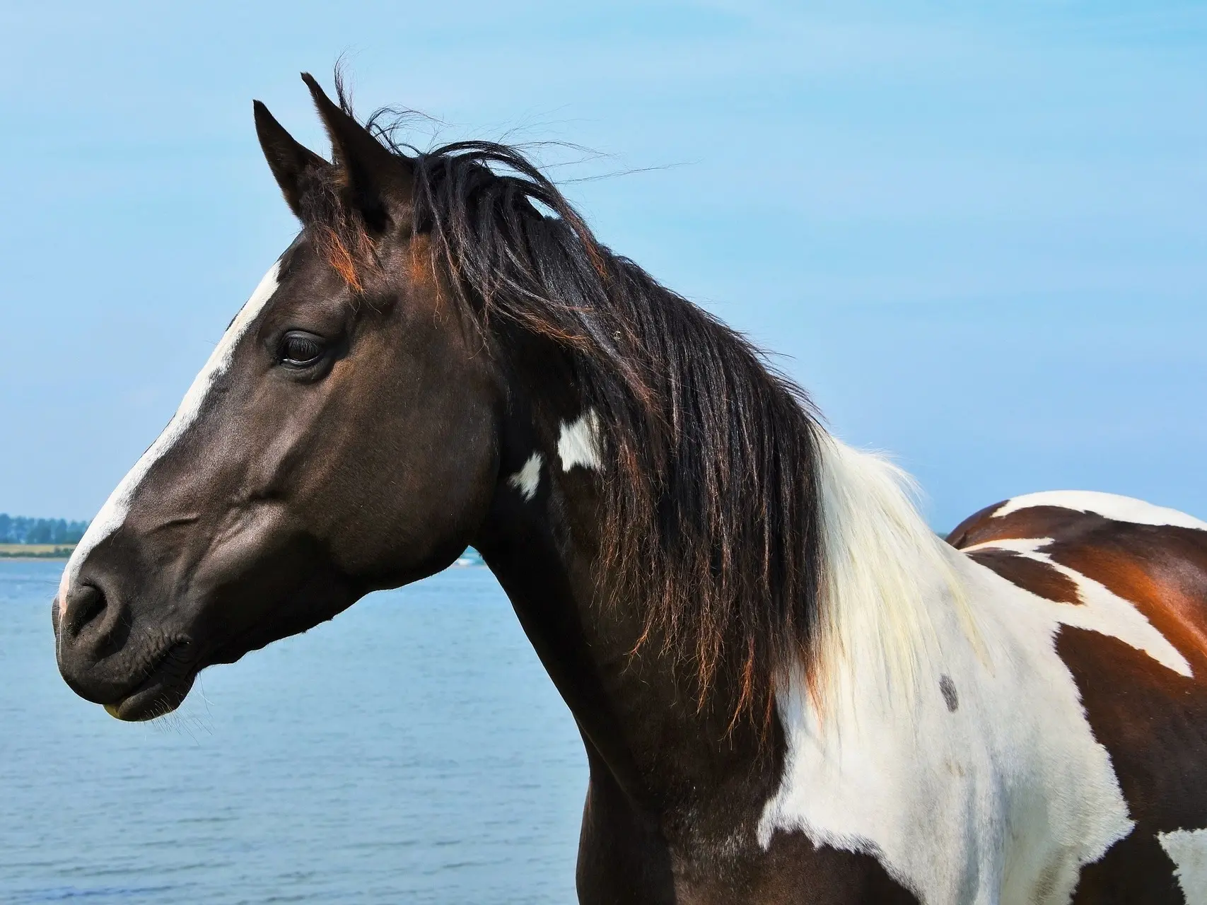 Bay pinto horse