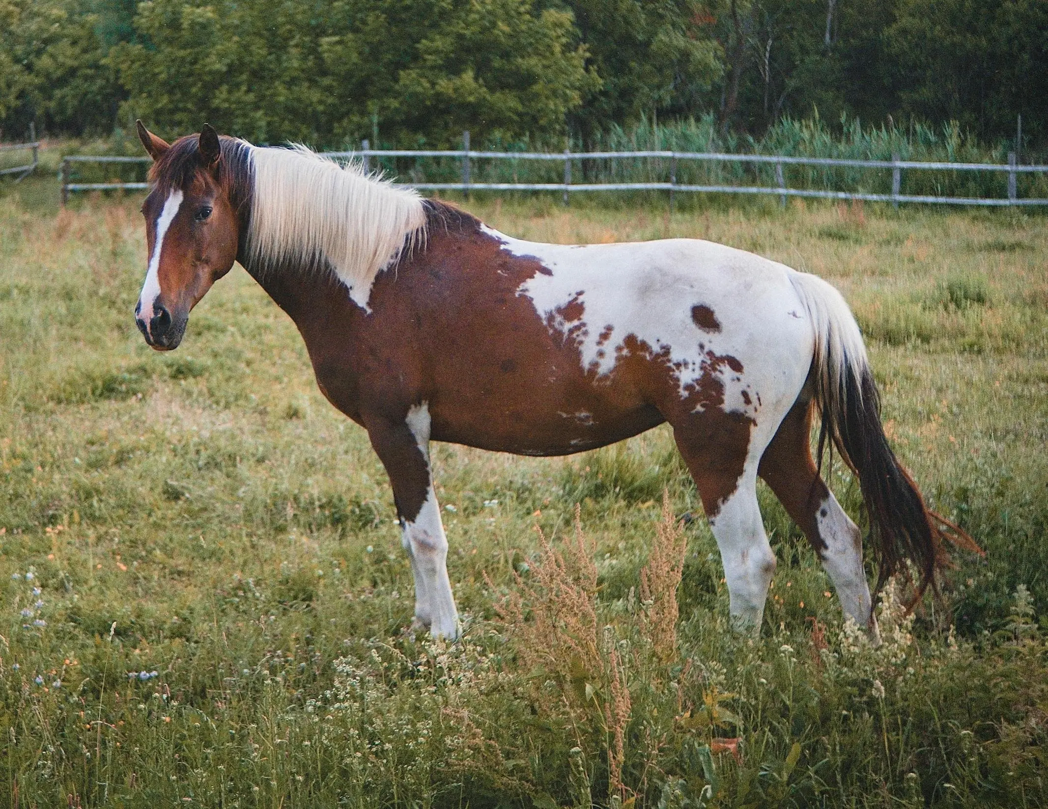 Bay pinto horse