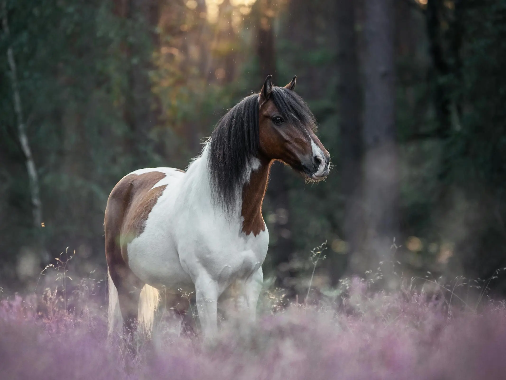 Bay pinto horse