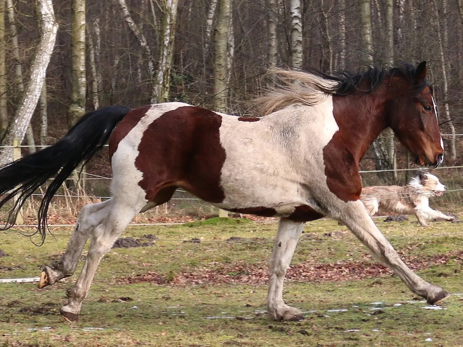 Horse with a chest shield