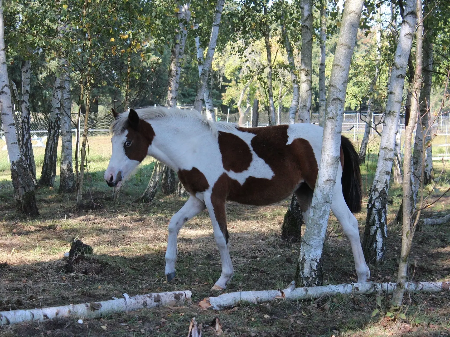 War bonnet horse