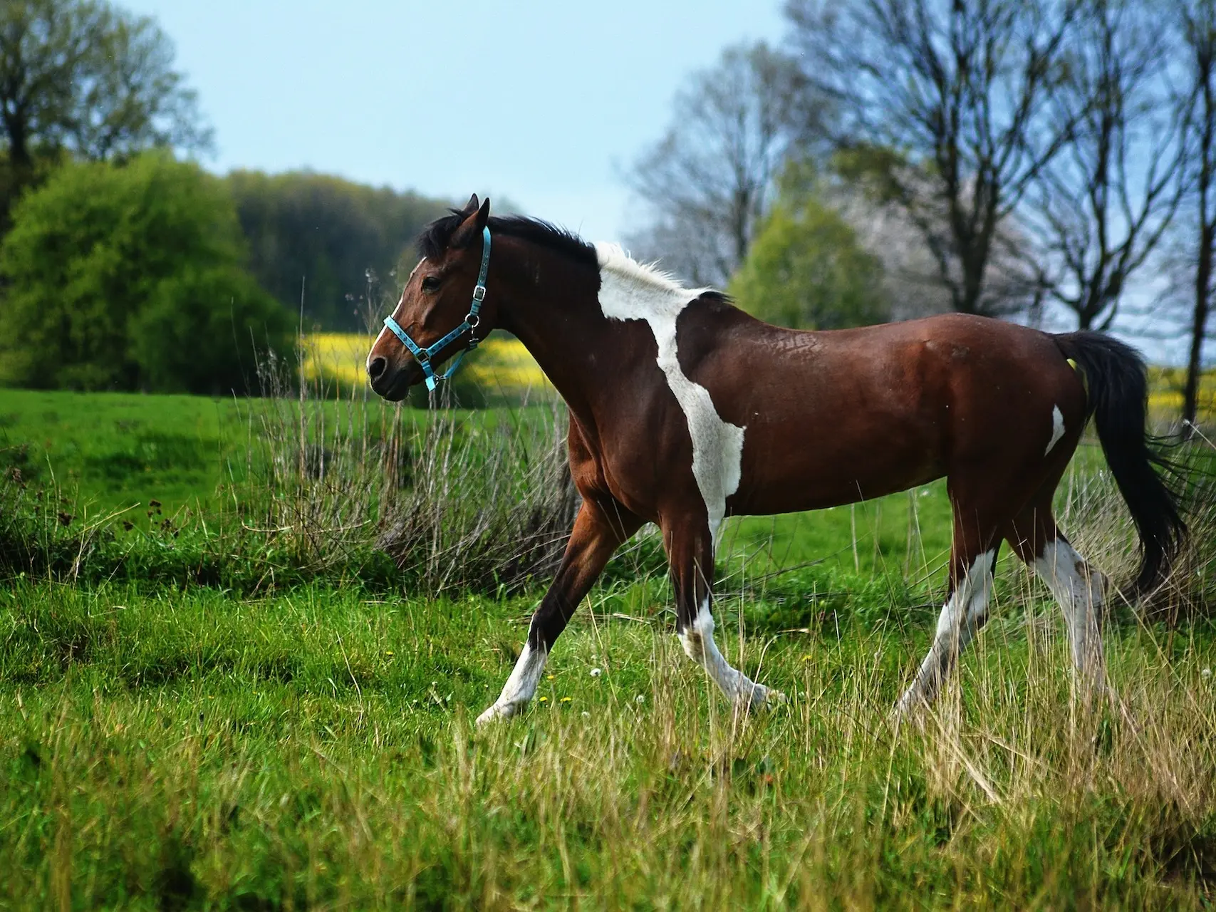 Bay pinto horse