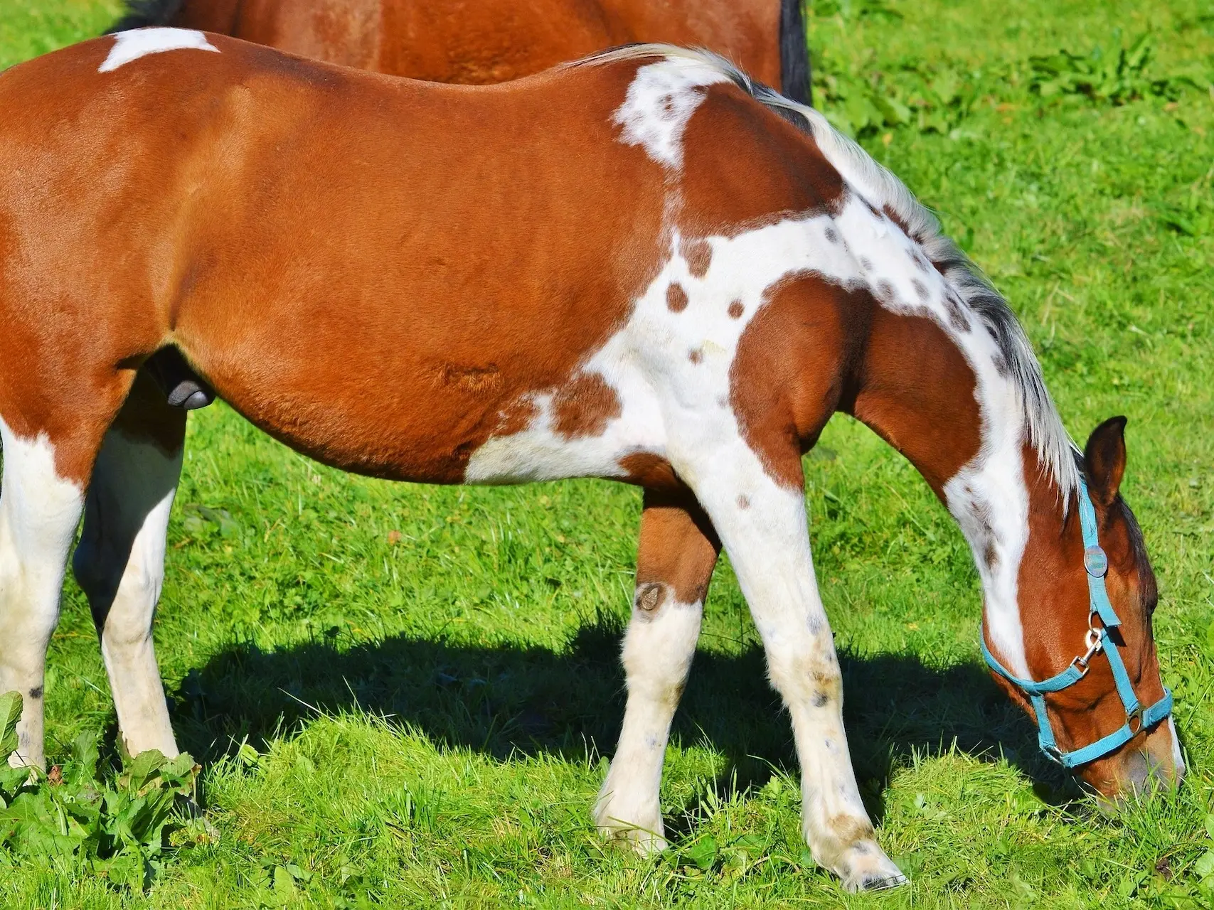 Bay pinto horse