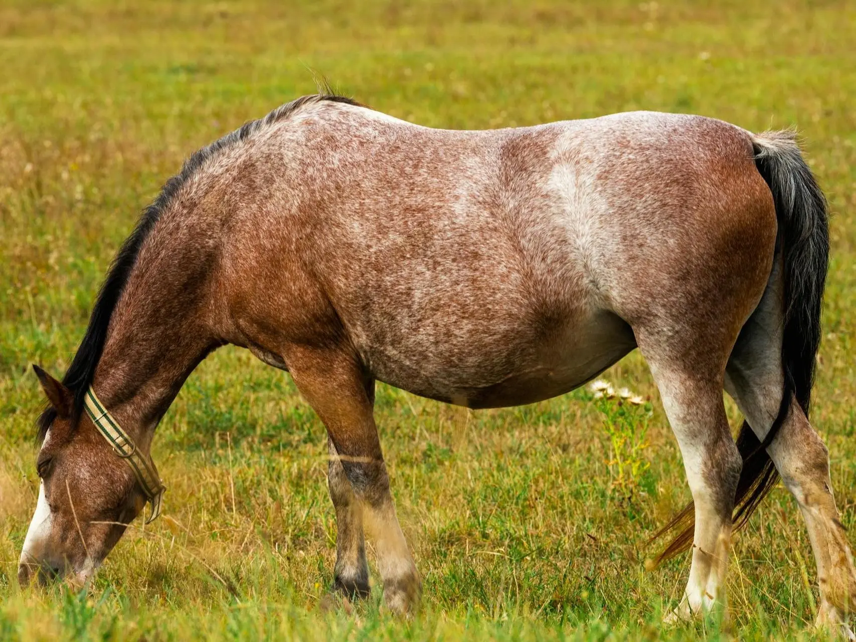 Rabicano Horse Coat White Patterns - The Equinest