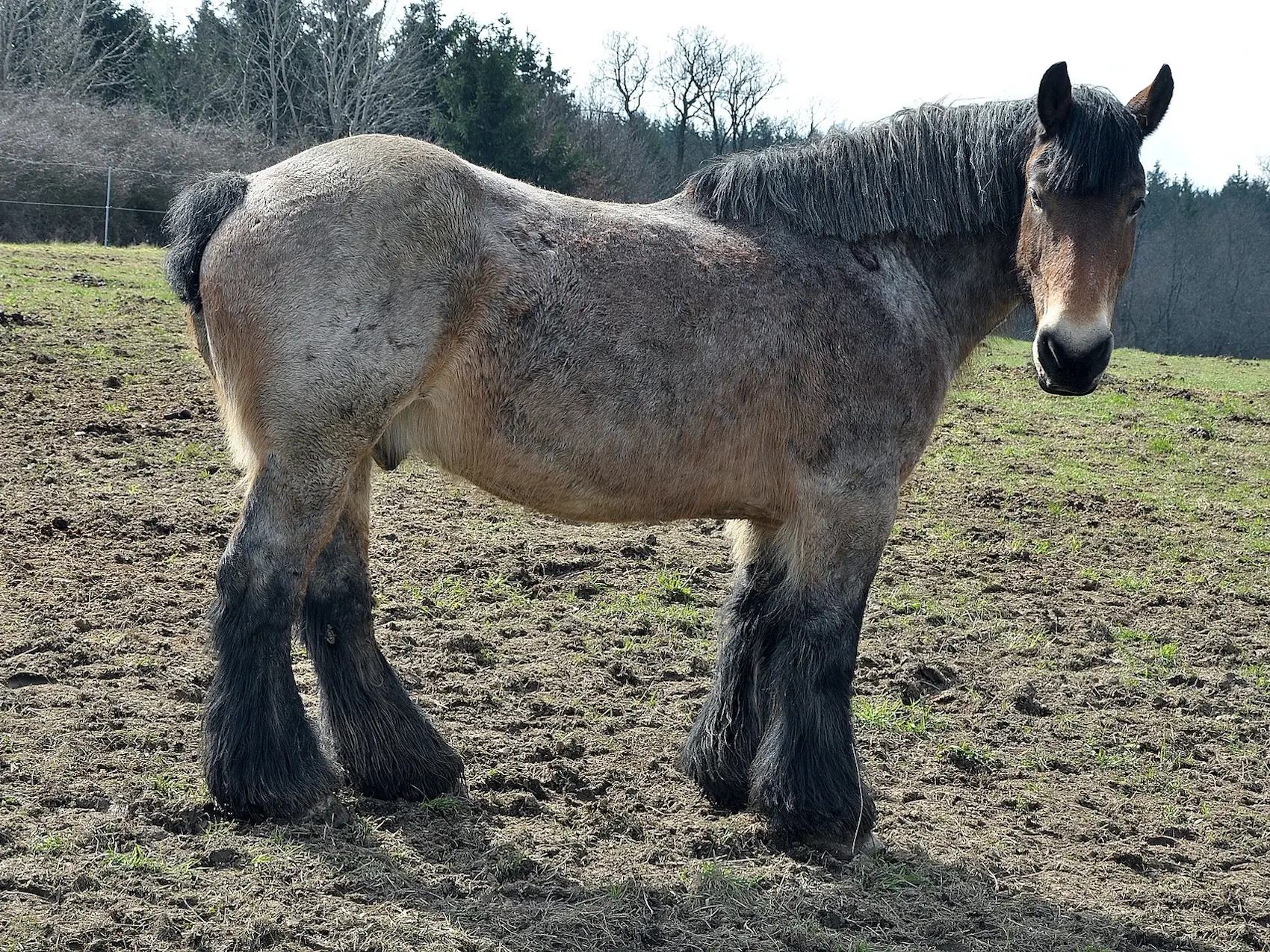 Bay Roan Horses - The Equinest