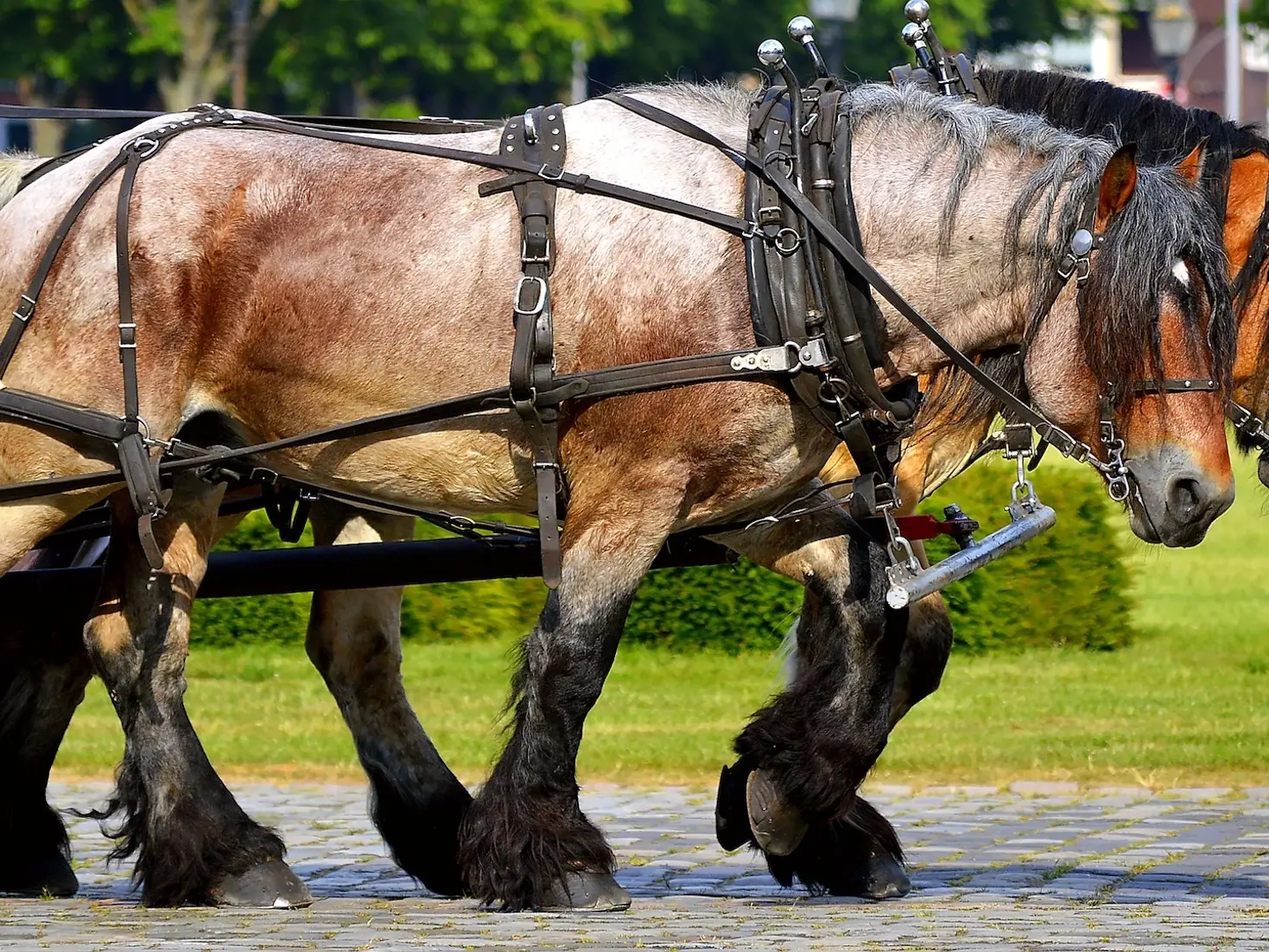 Bay roan horse