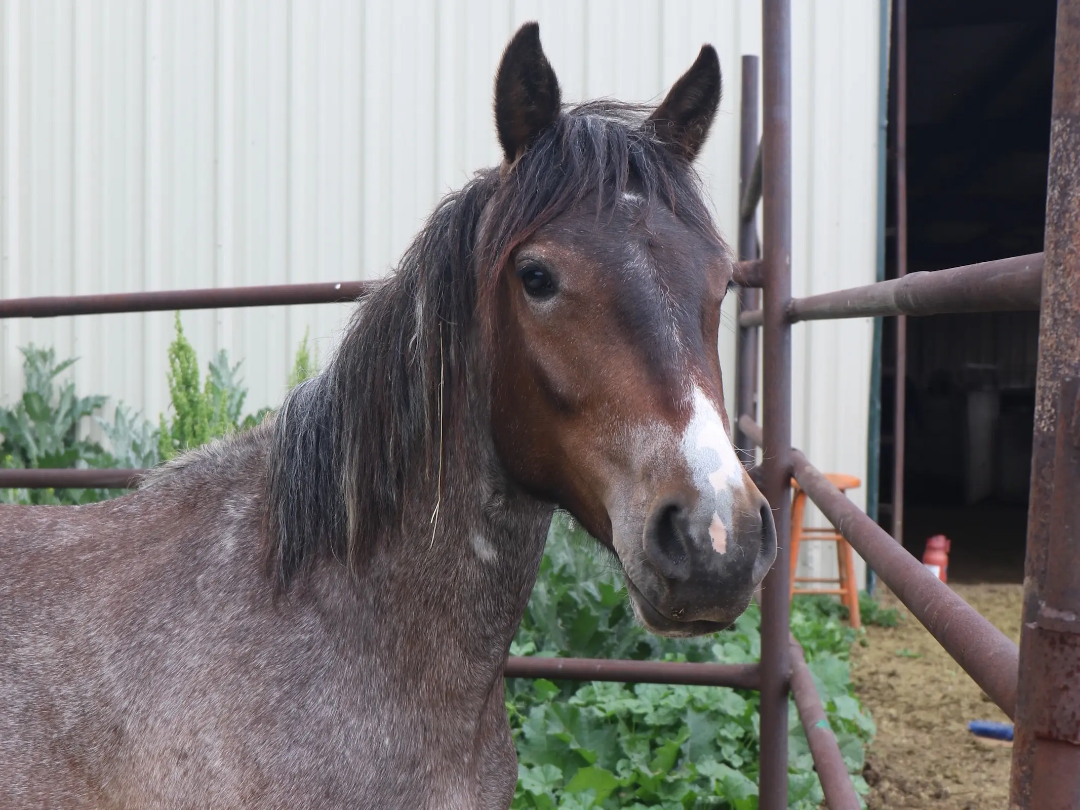 Bay roan horse