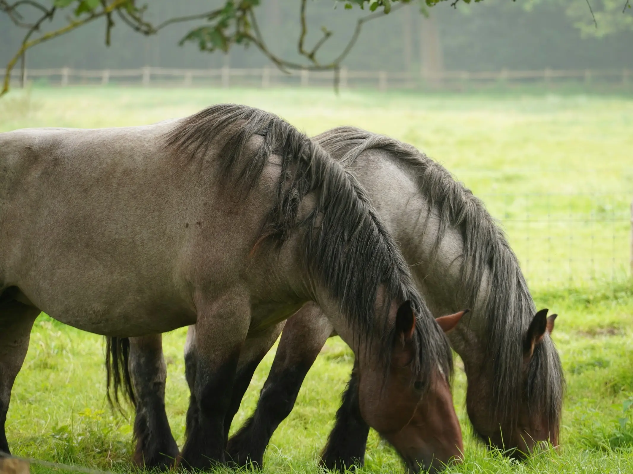 Bay roan horse