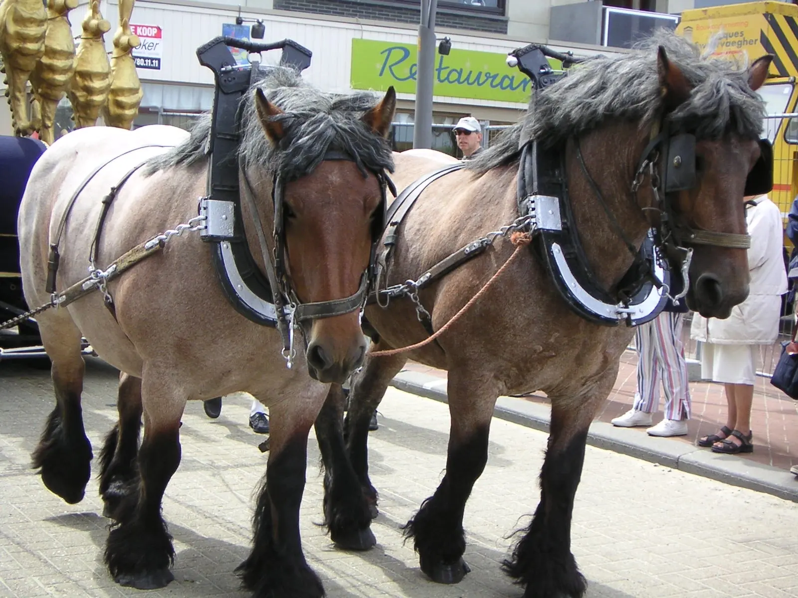 Bay roan horse