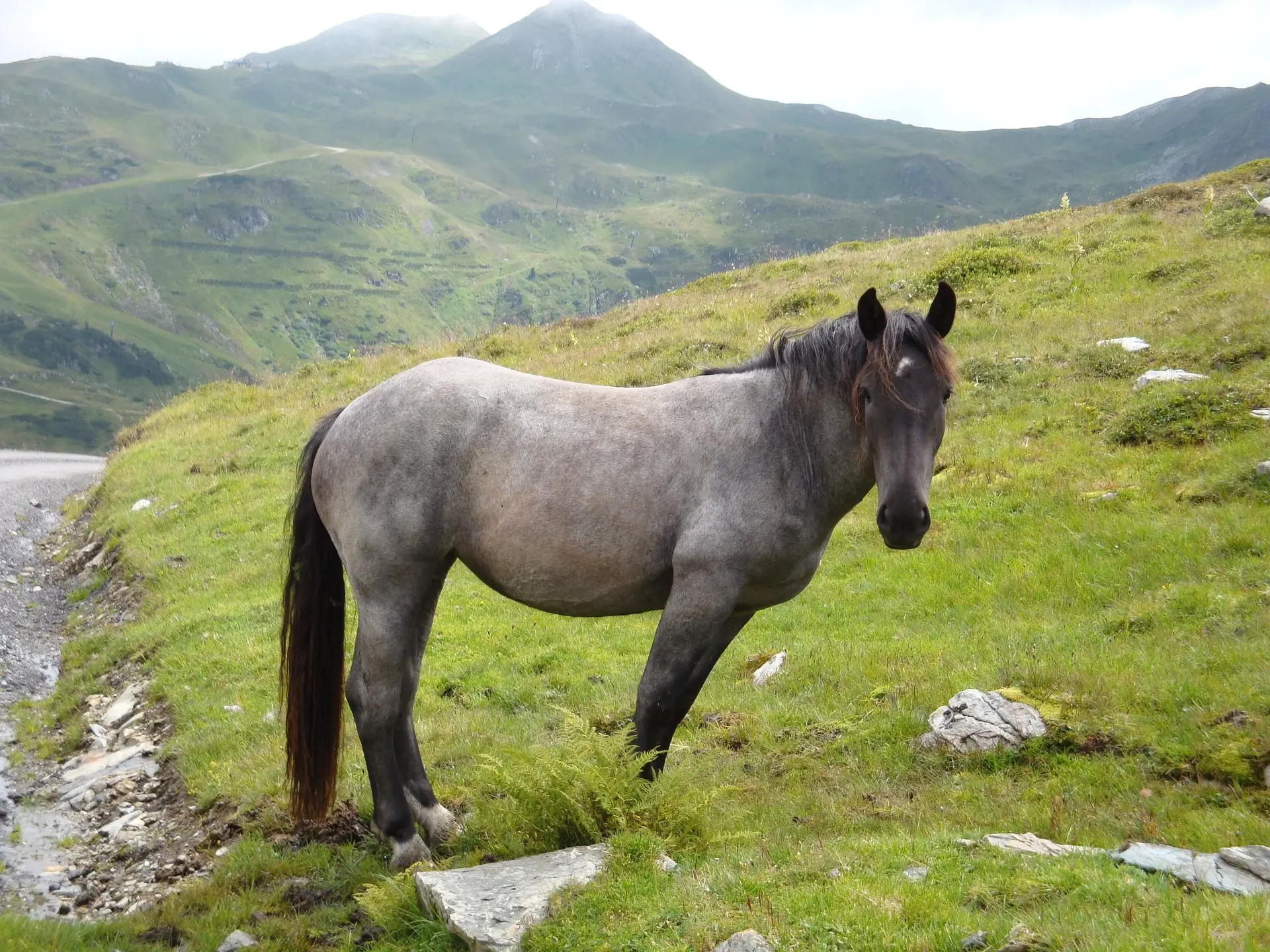 Bay roan horse