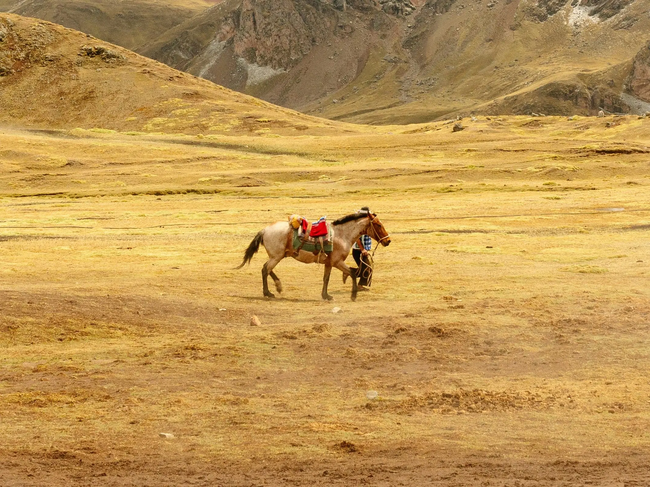 Bay roan horse