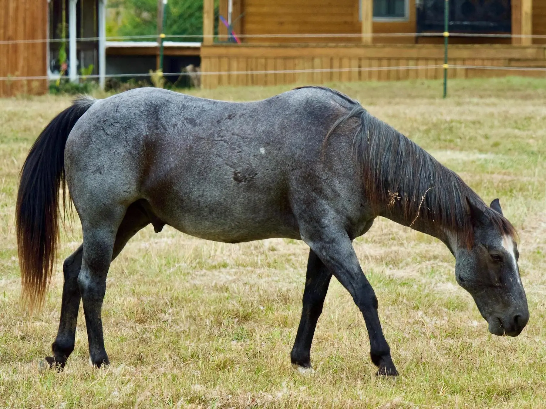 Bay roan horse