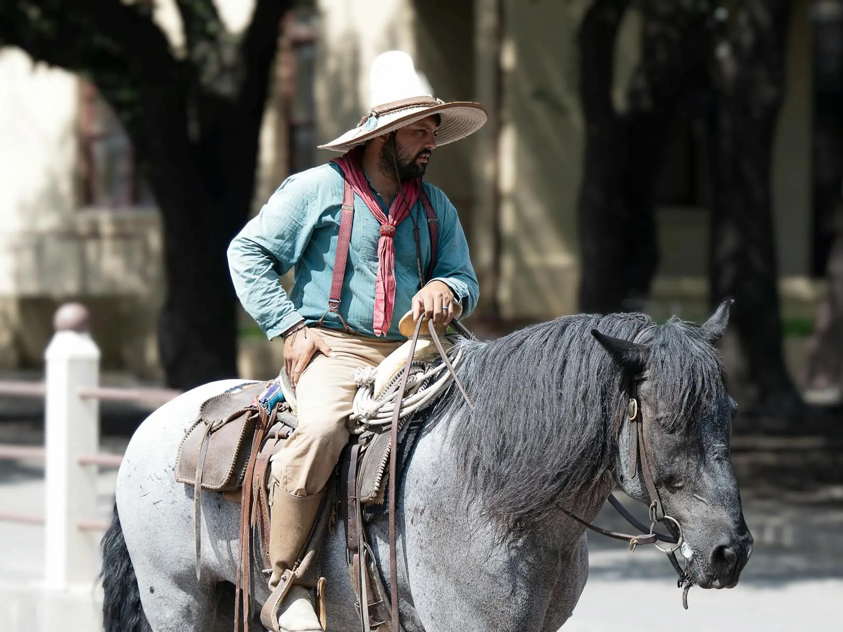 Bay roan horse