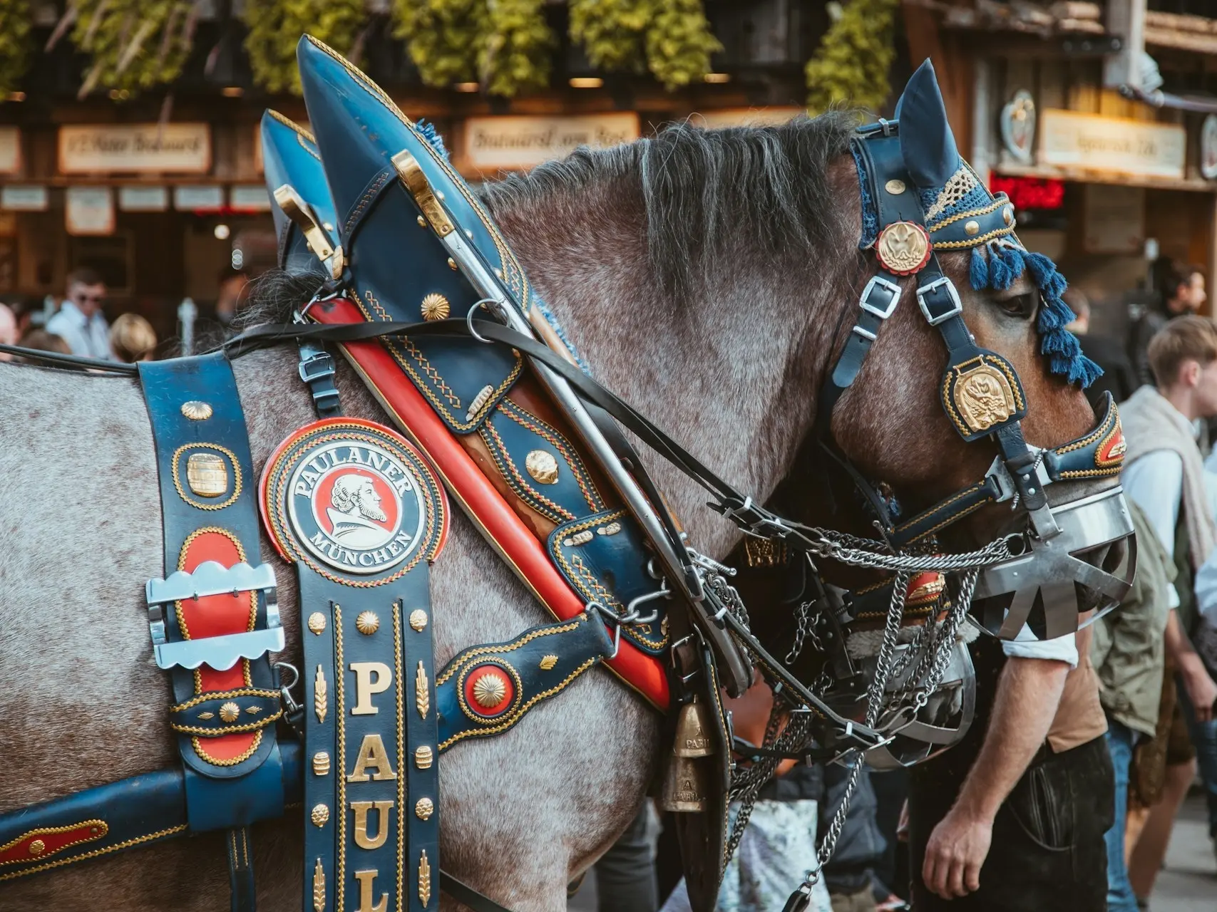 Bay roan horse