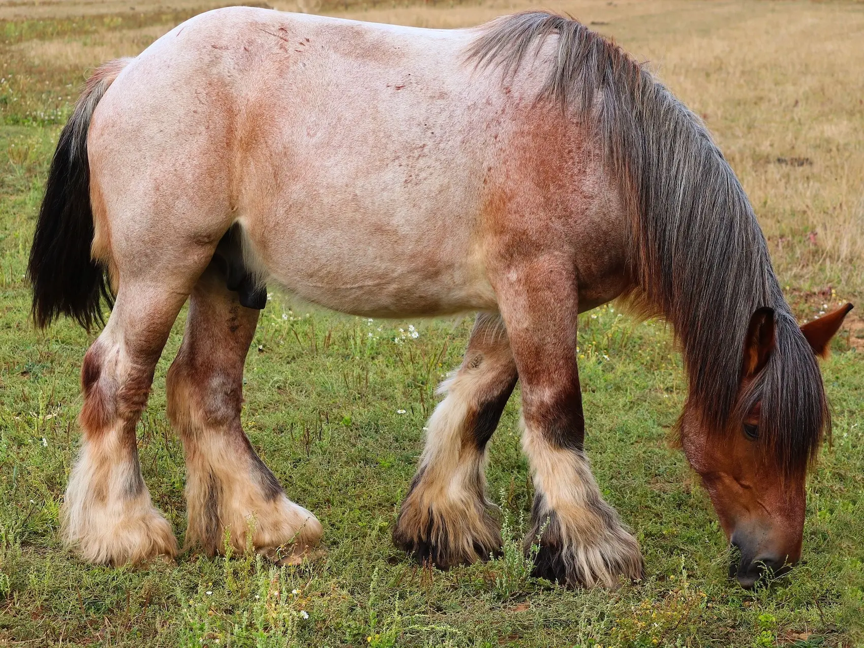 Bay roan horse