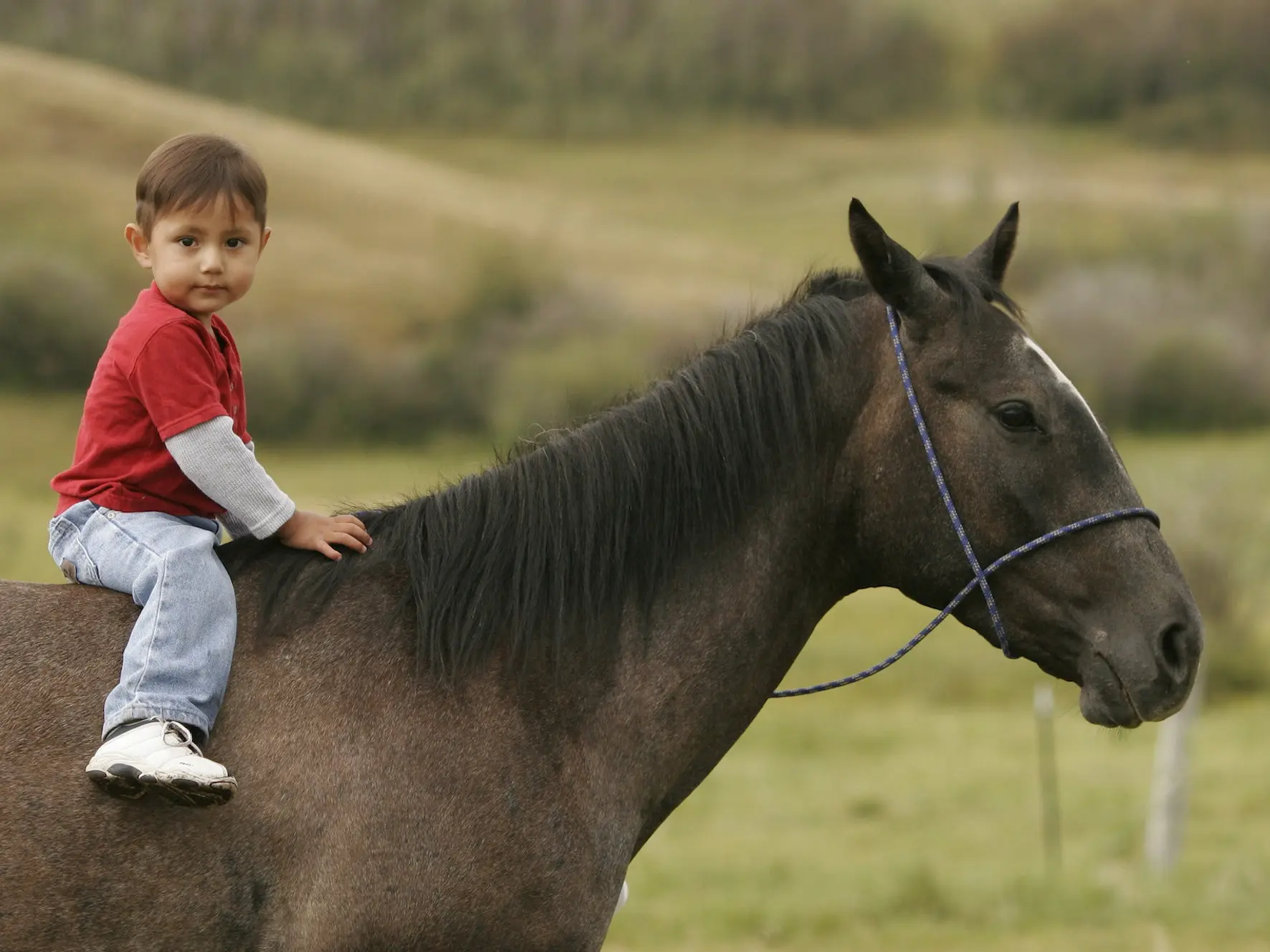 Bay roan horse