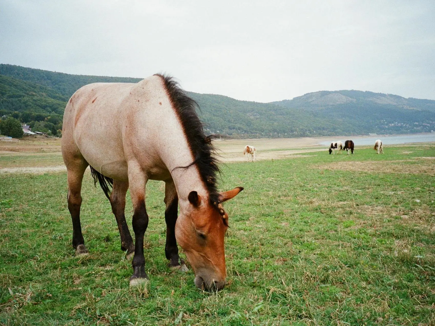 Bay roan horse