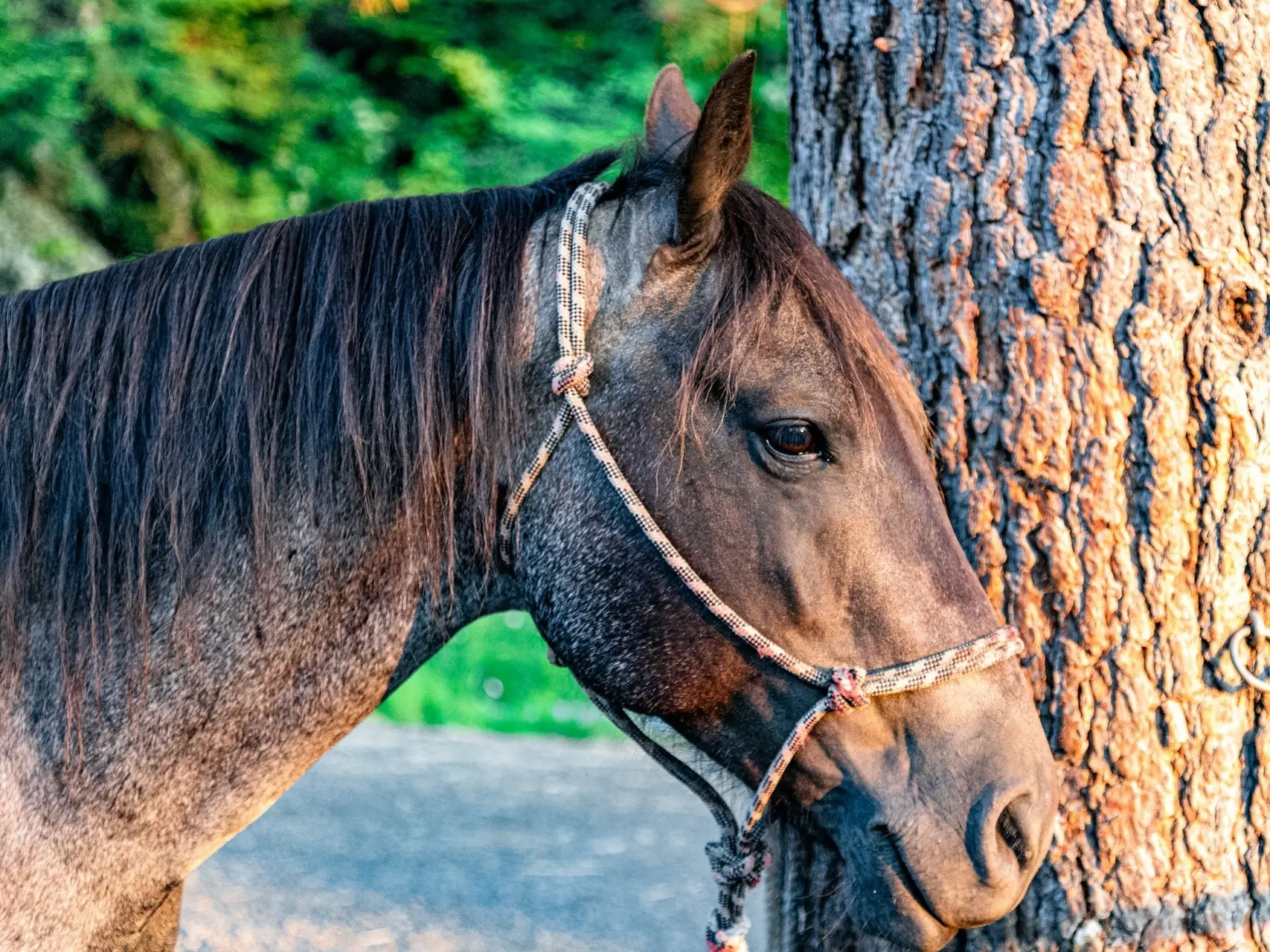 Bay roan horse