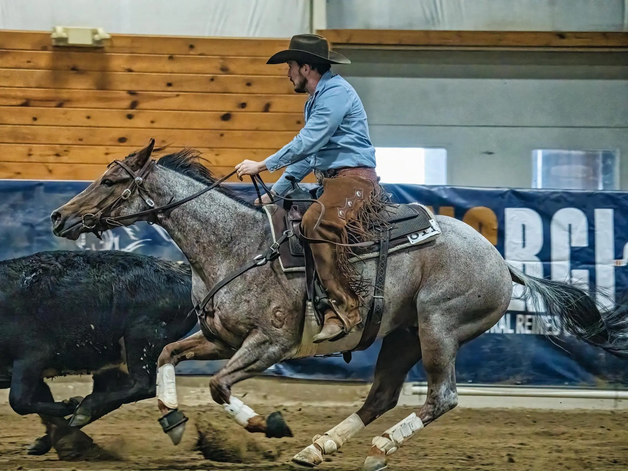 Bay roan horse