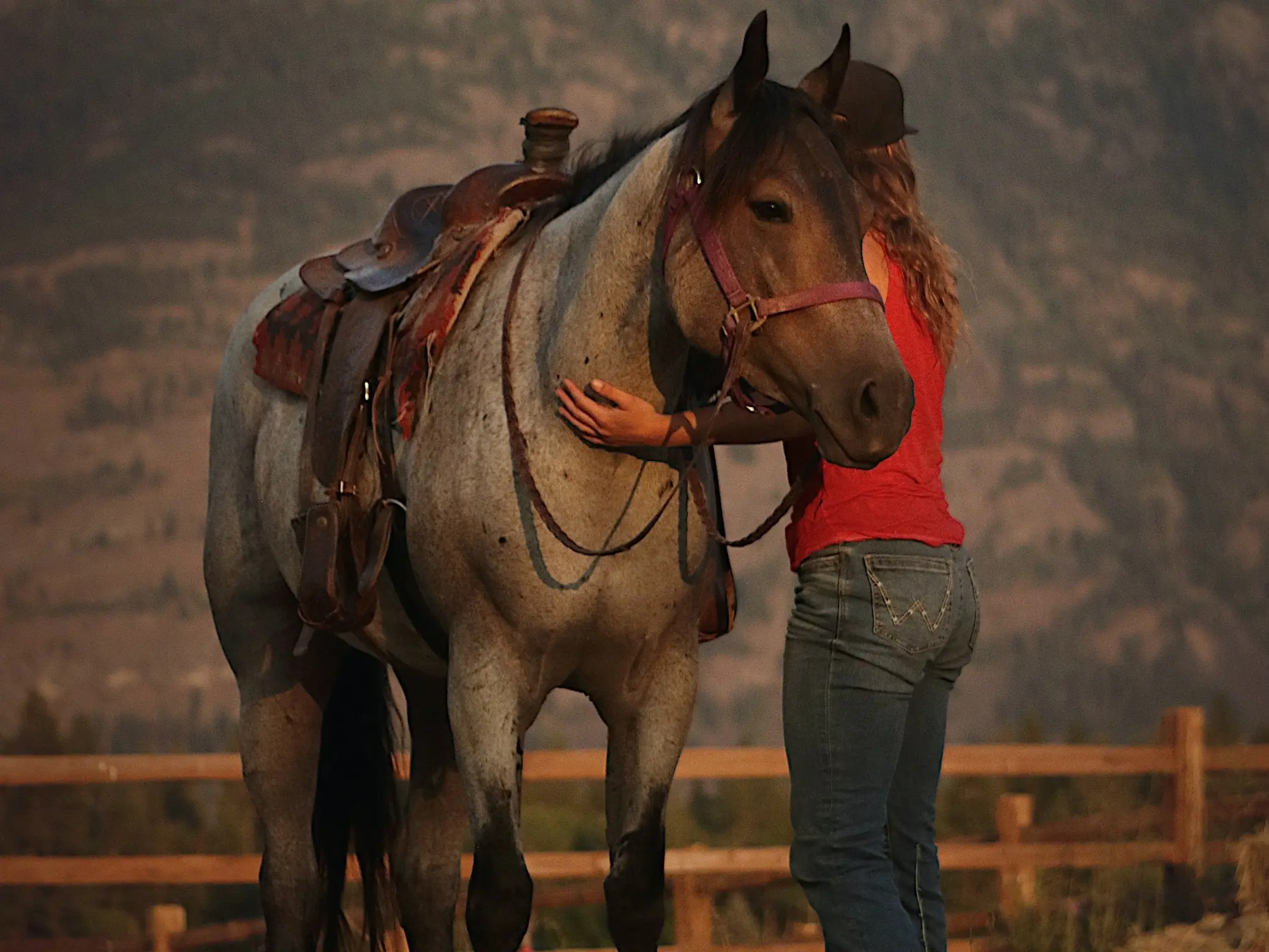 Bay roan horse