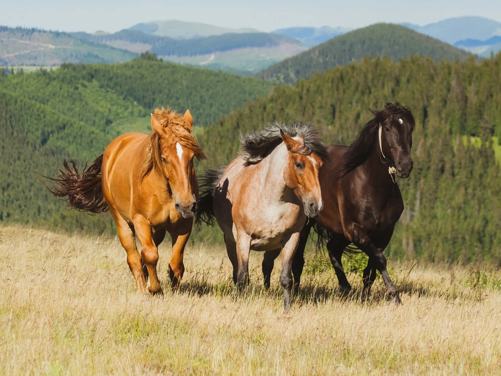 Bay roan horse