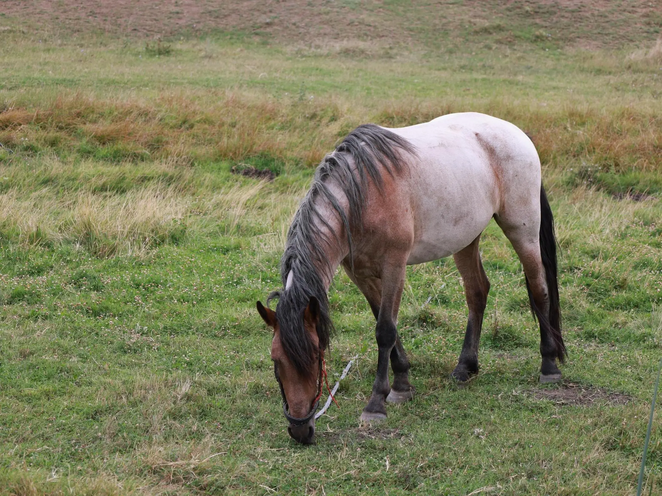 Bay roan horse