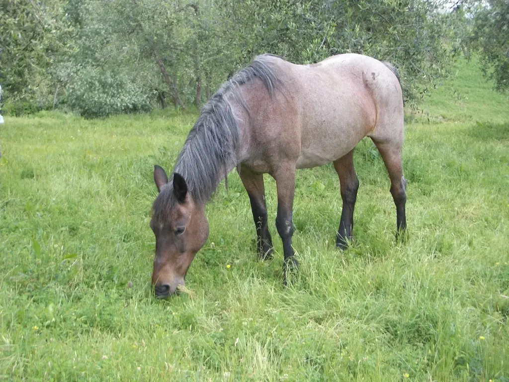 Bay roan horse