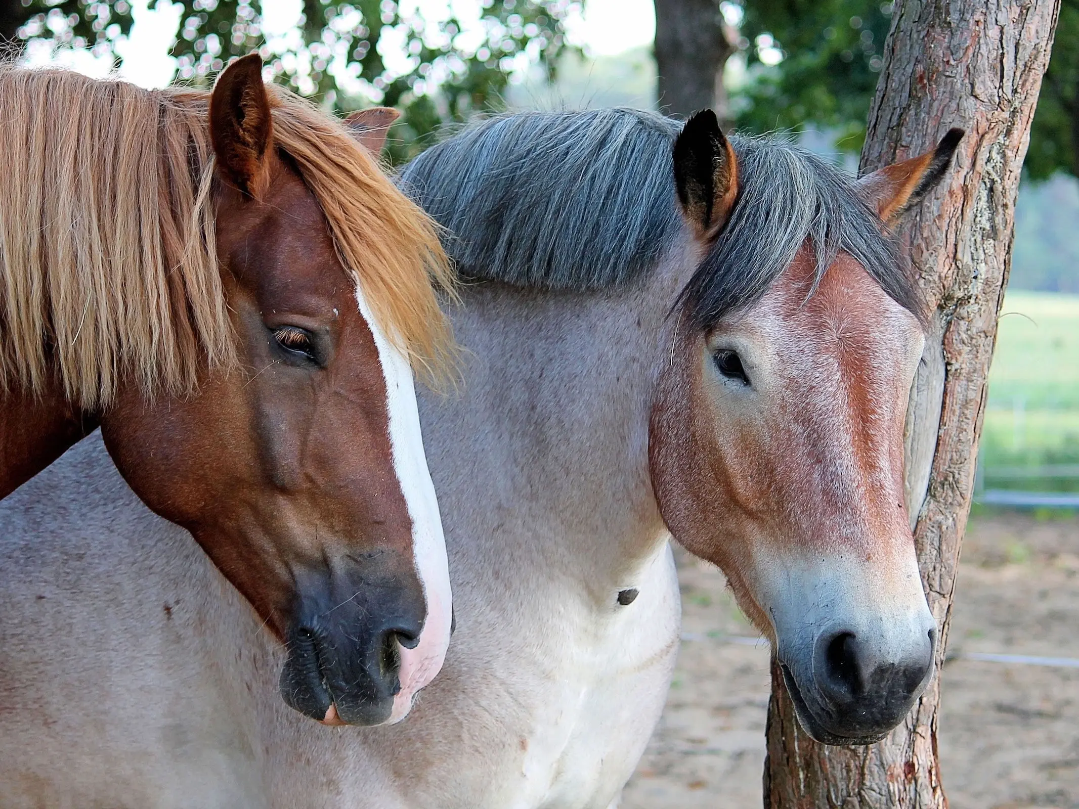 Bay roan horse