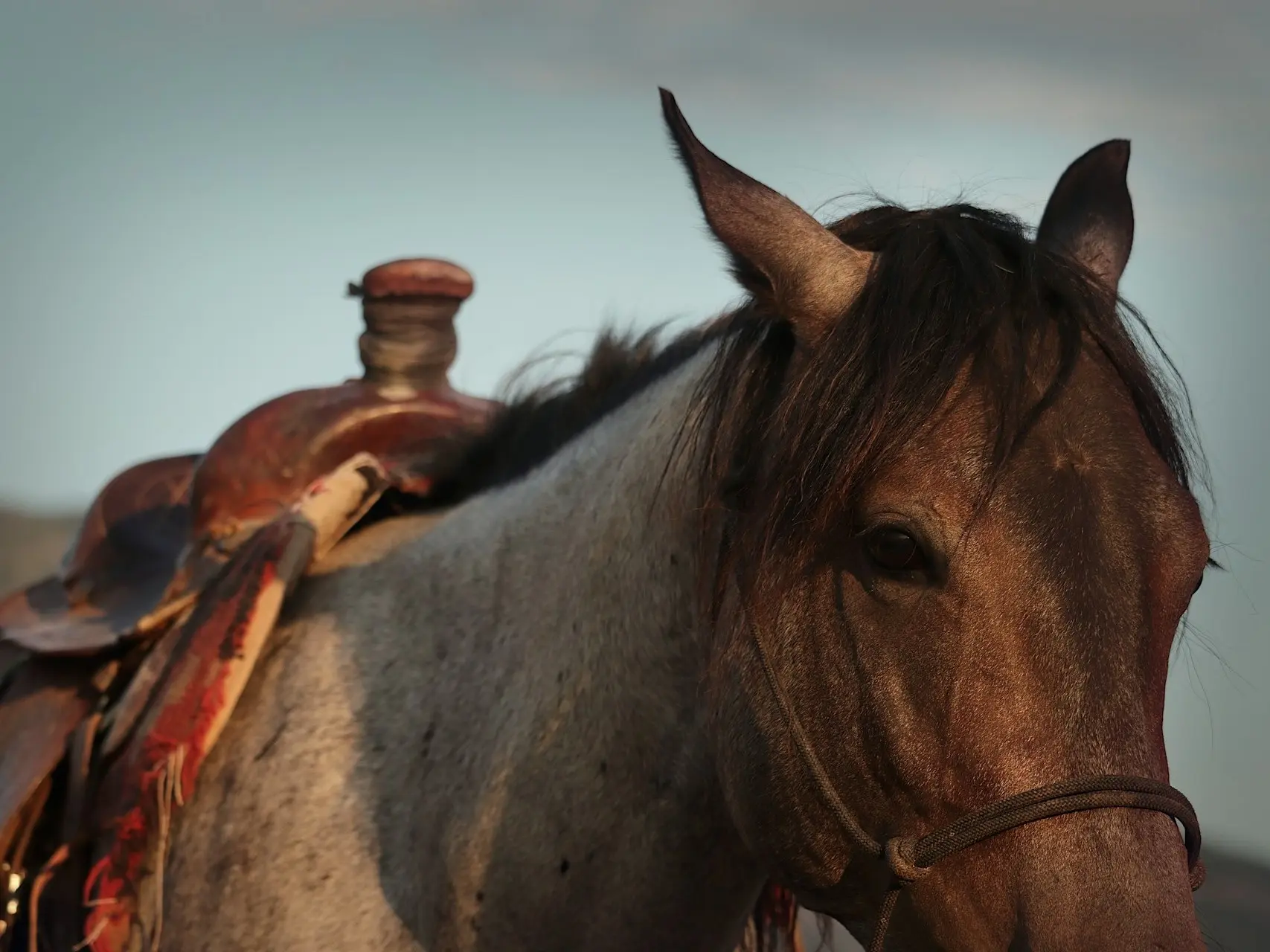 Bay roan horse