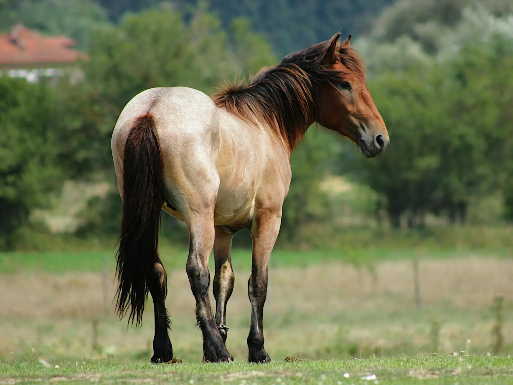 roan horse