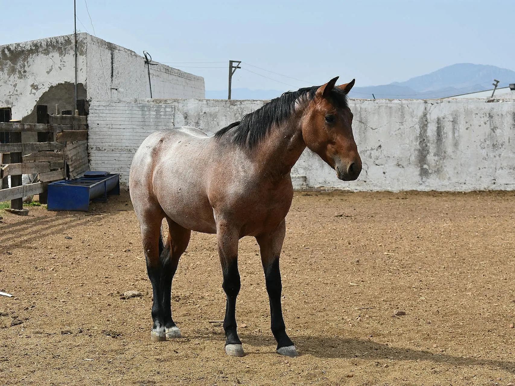 Bay roan horse